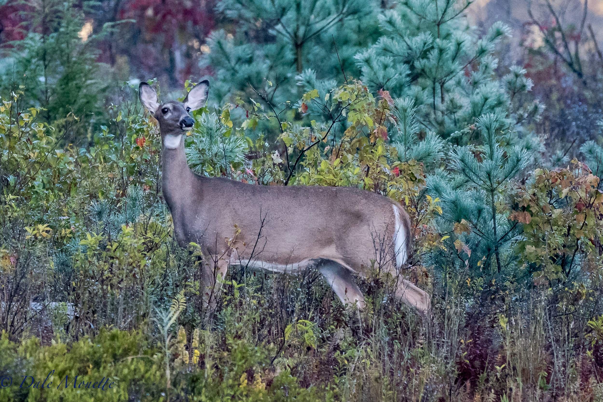   This white tailed doe came out just up the shore from me this morning.&nbsp; I was pretty well hidden as you can see, she didnt see me.....  