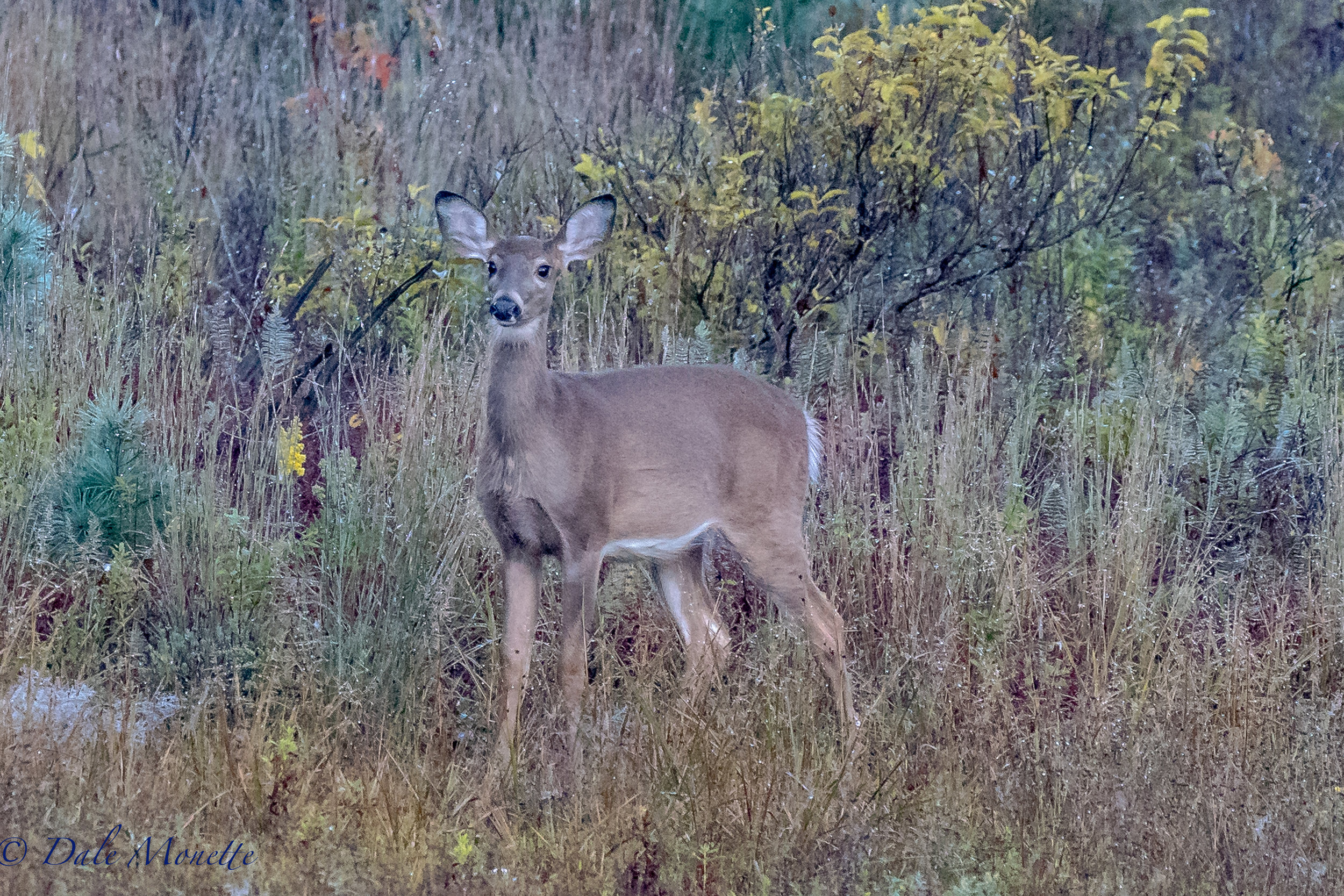 This white tailed fawn belongs to the previous pictured doe.... it still looks like a baby!