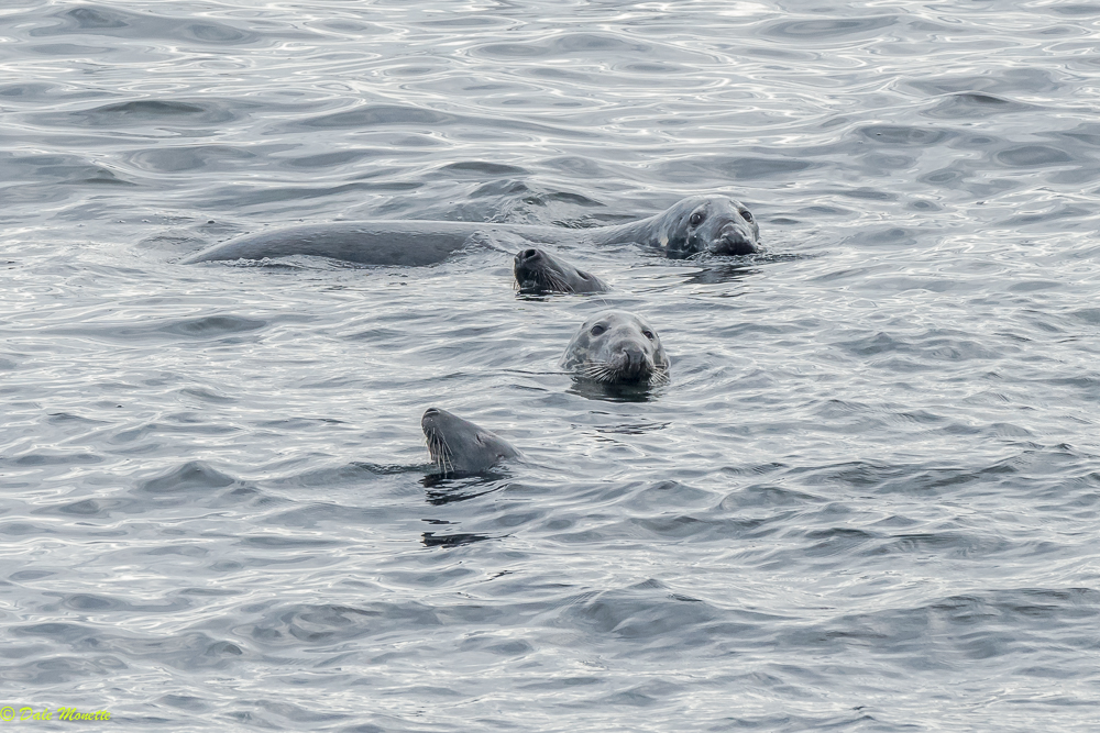   After 3 hours one day and 90 minutes the next of watching these gray seals I finally got a decent family photo...... Cape Breton, Nova Scotia &nbsp;10/10/17  