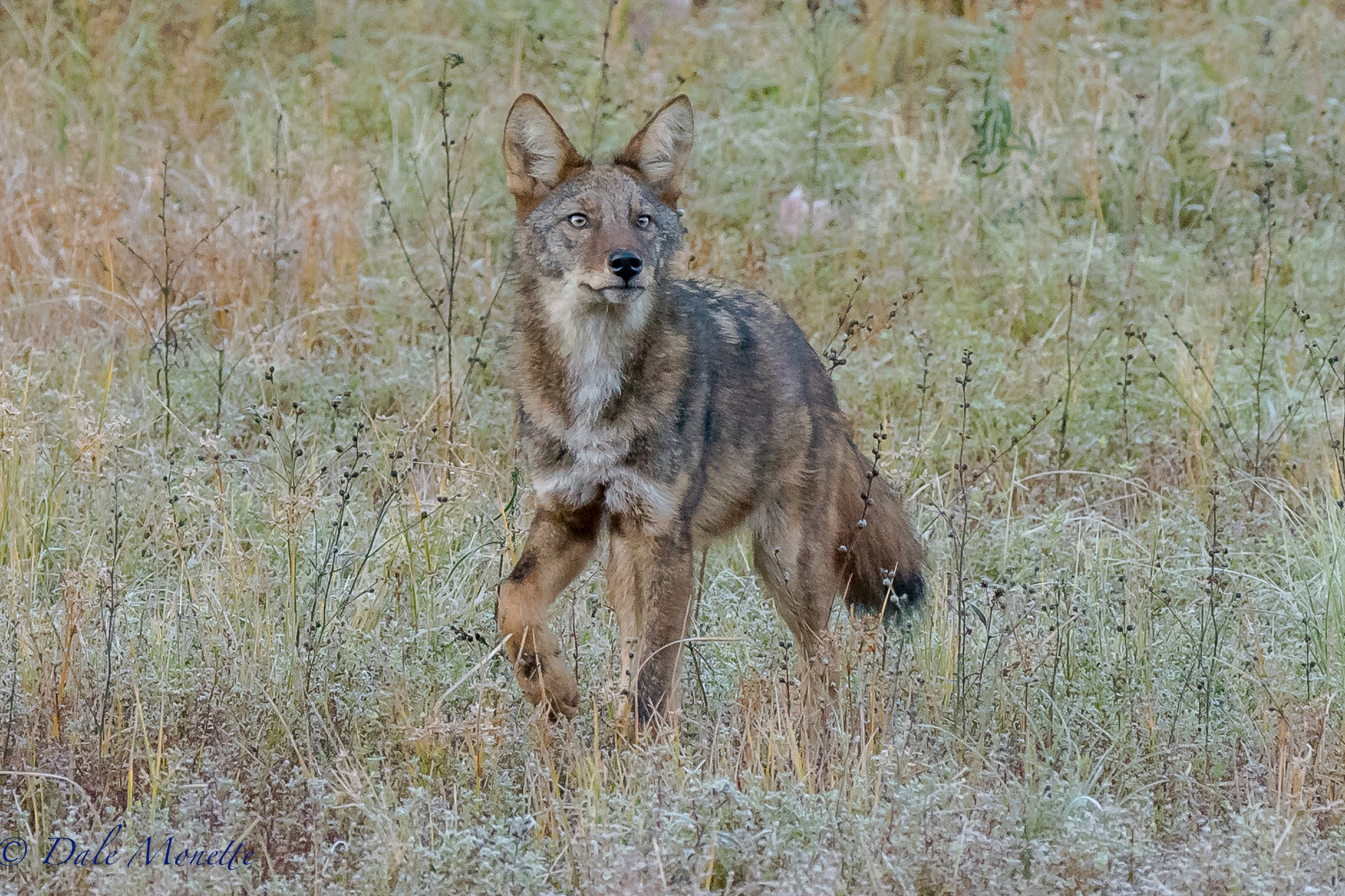   I watched this coyote for about 90 minutes on and off this morning hunting the Quabbin shoreline. With patience, I finally had him about 40 yards in front of me hunting mice. He was so into it I dont think he was to concerned I was there in the woo