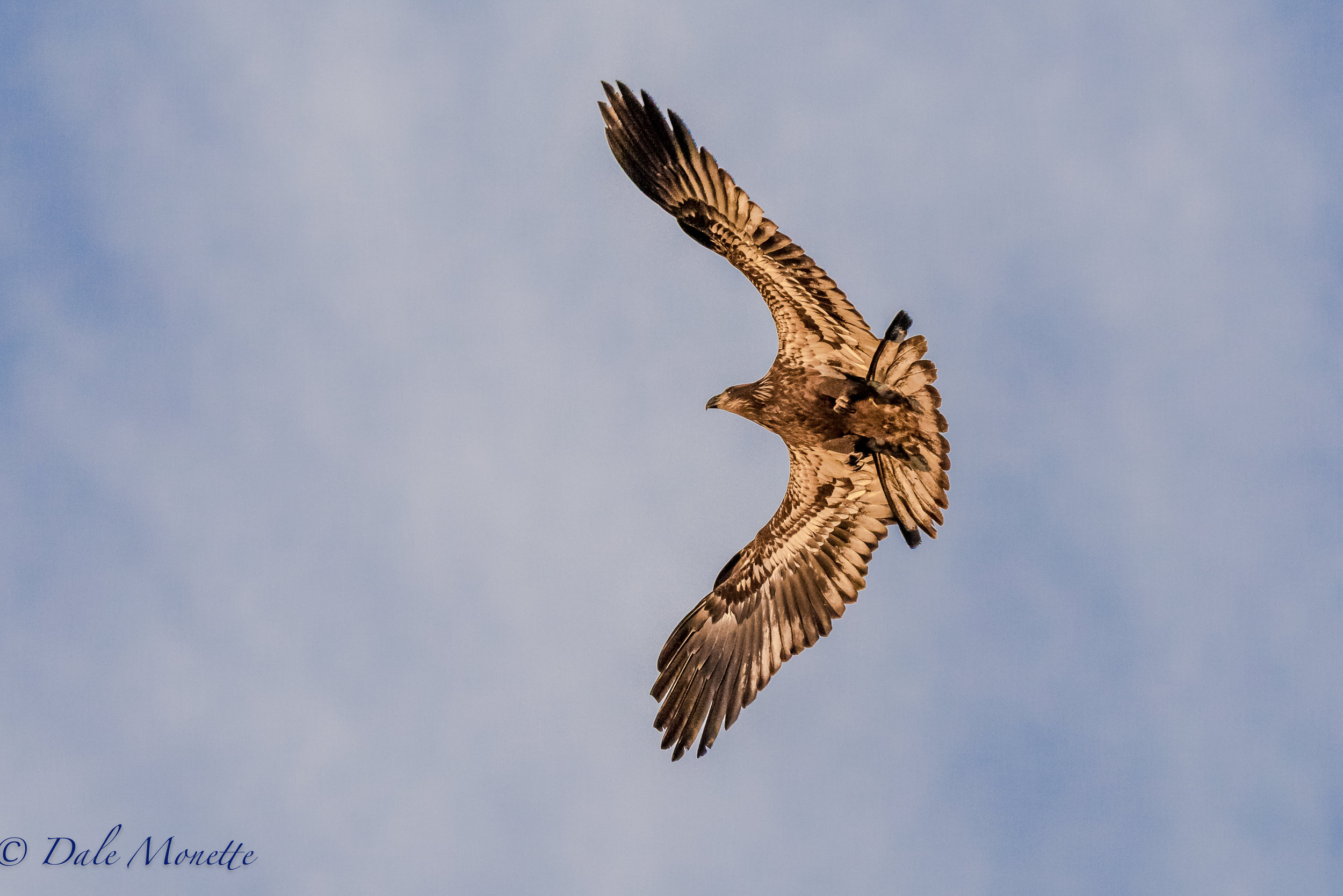   This immature bald eagle shot right over my head this morning and made a U turn and came back. He was up in the rising sunlight and that gave him a gold color. If you look closely you can see the suns reflection in his eye.  