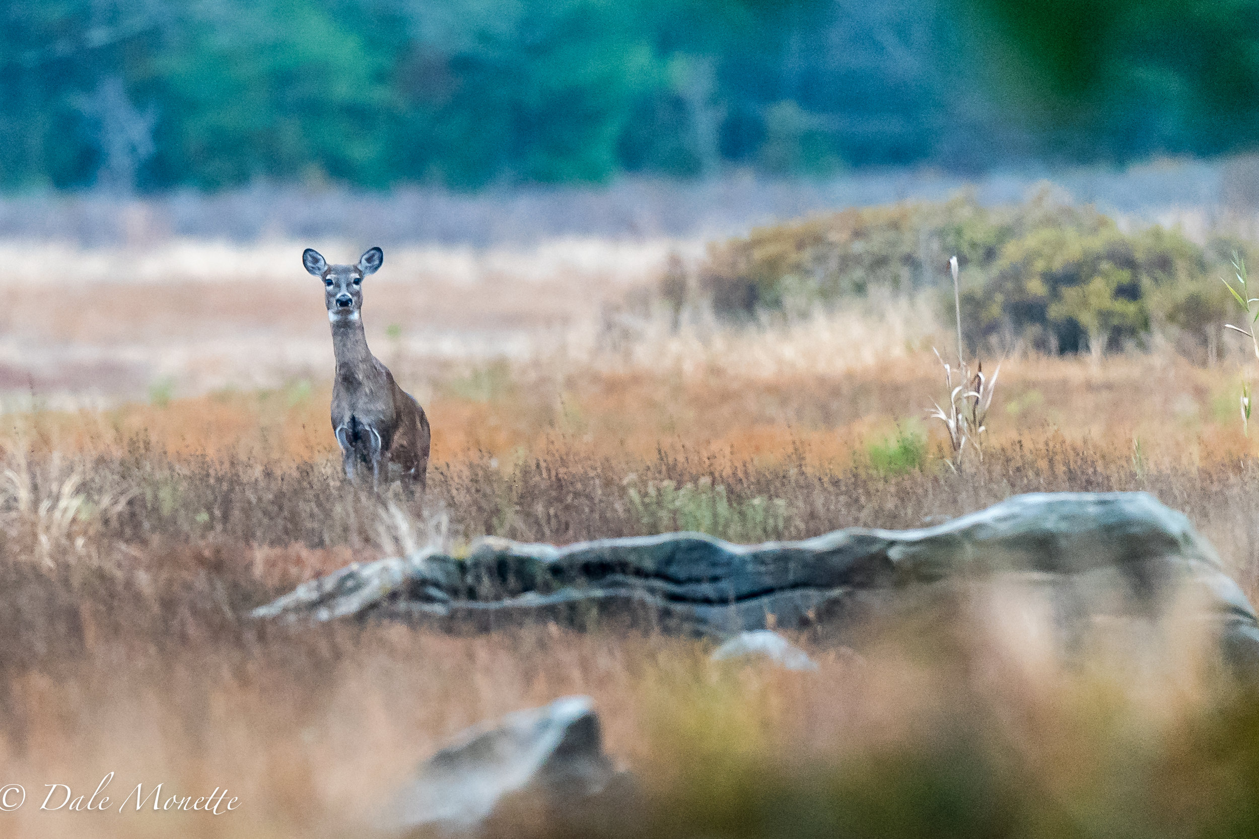 Finally !!! I got out into the Quabbin and this doe greeted me and then disappeared into thin air...