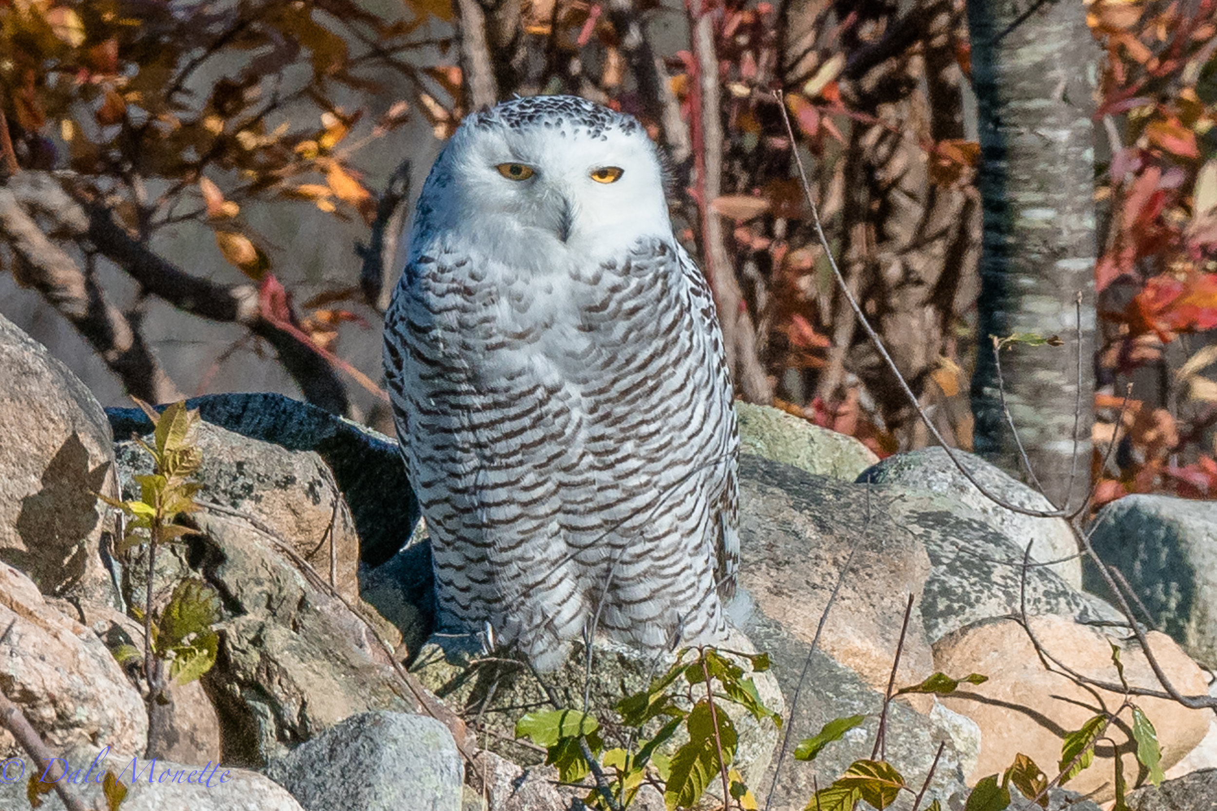   WOW,&nbsp; a snowy owl, first of the year!&nbsp; 2 miles from my house !!&nbsp; &nbsp;11/10/17  