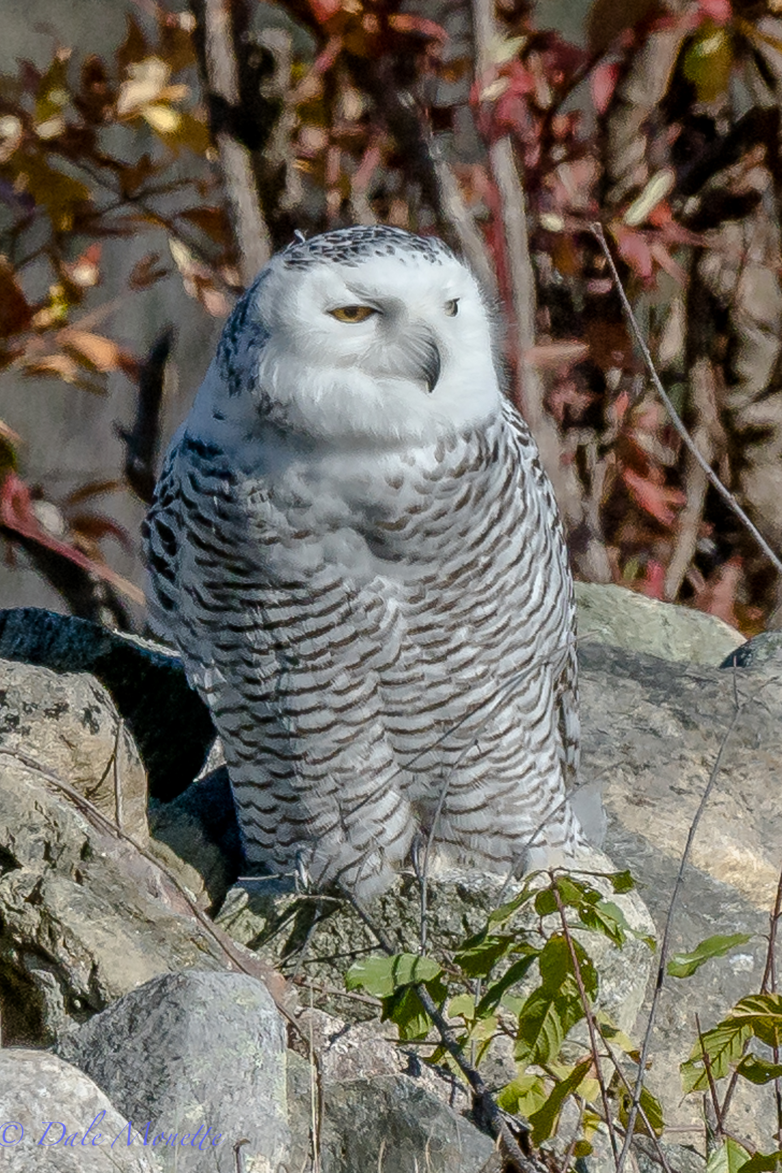   Im sad to report that this snowy owl is now is in a raptor rehab facility. The owl was not feeding ,was captured and has been hospitalized until she can be released again.&nbsp; She also had a foot injury and a sprained wing muscle. Lets hope withi