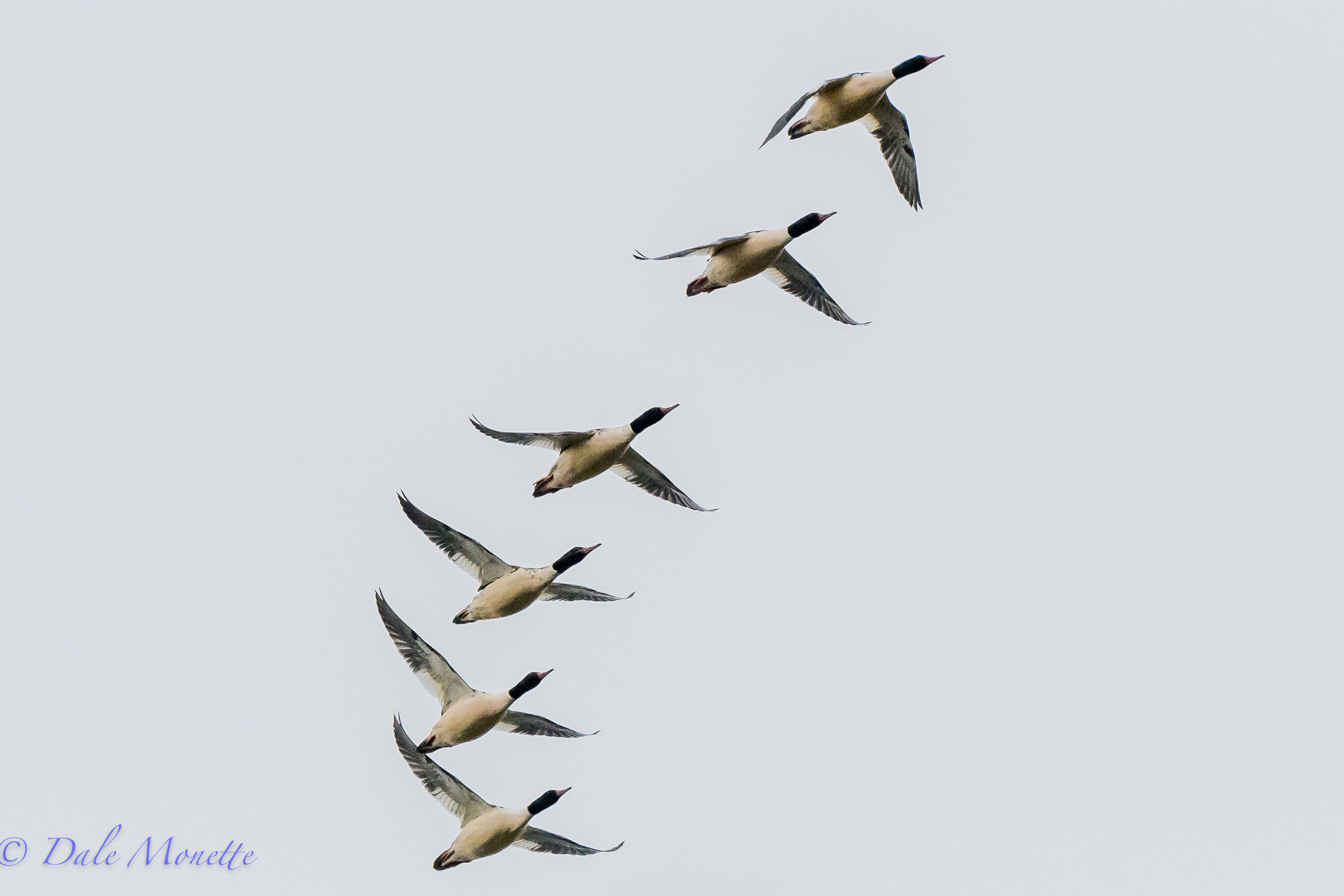   The common merganser numbers are building at Quabbin. In past years I've counted huge 500 plus numbers on the annual Christmas Count... these guys went zipping right over me yesterday morning.......  