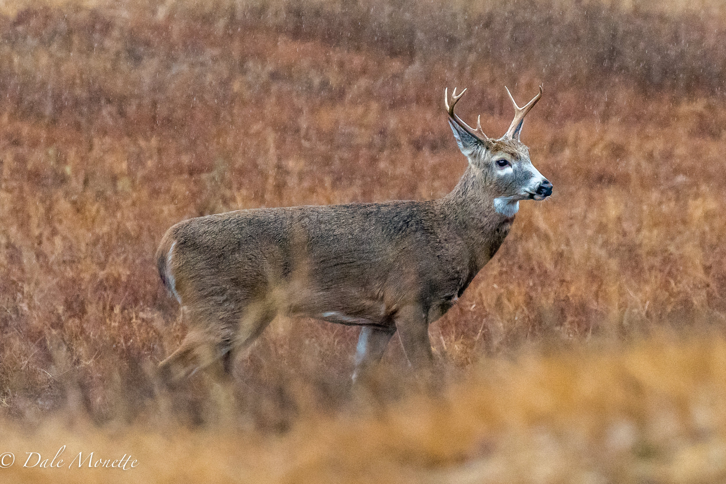   Last week I caught this 1.5 year old white-tailed buck looking for love in the rain ! :)&nbsp; He was oblivious to me and strolled along with his nose in the air sniffing away to beat the band !&nbsp;&nbsp;  