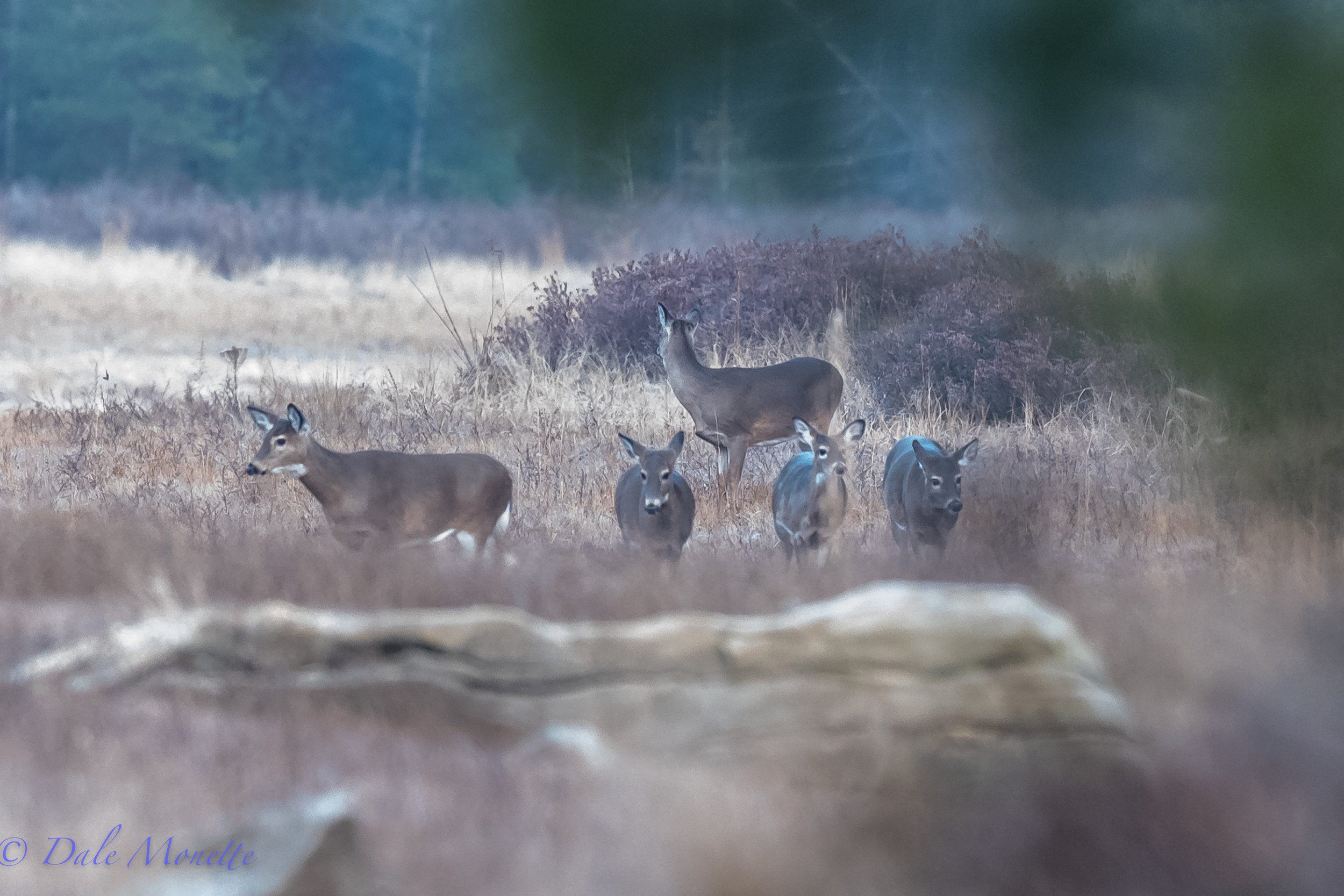   Speaking of deer, for a minute I thought my lens was broken and I was seeing five of everything!!&nbsp;&nbsp;  
