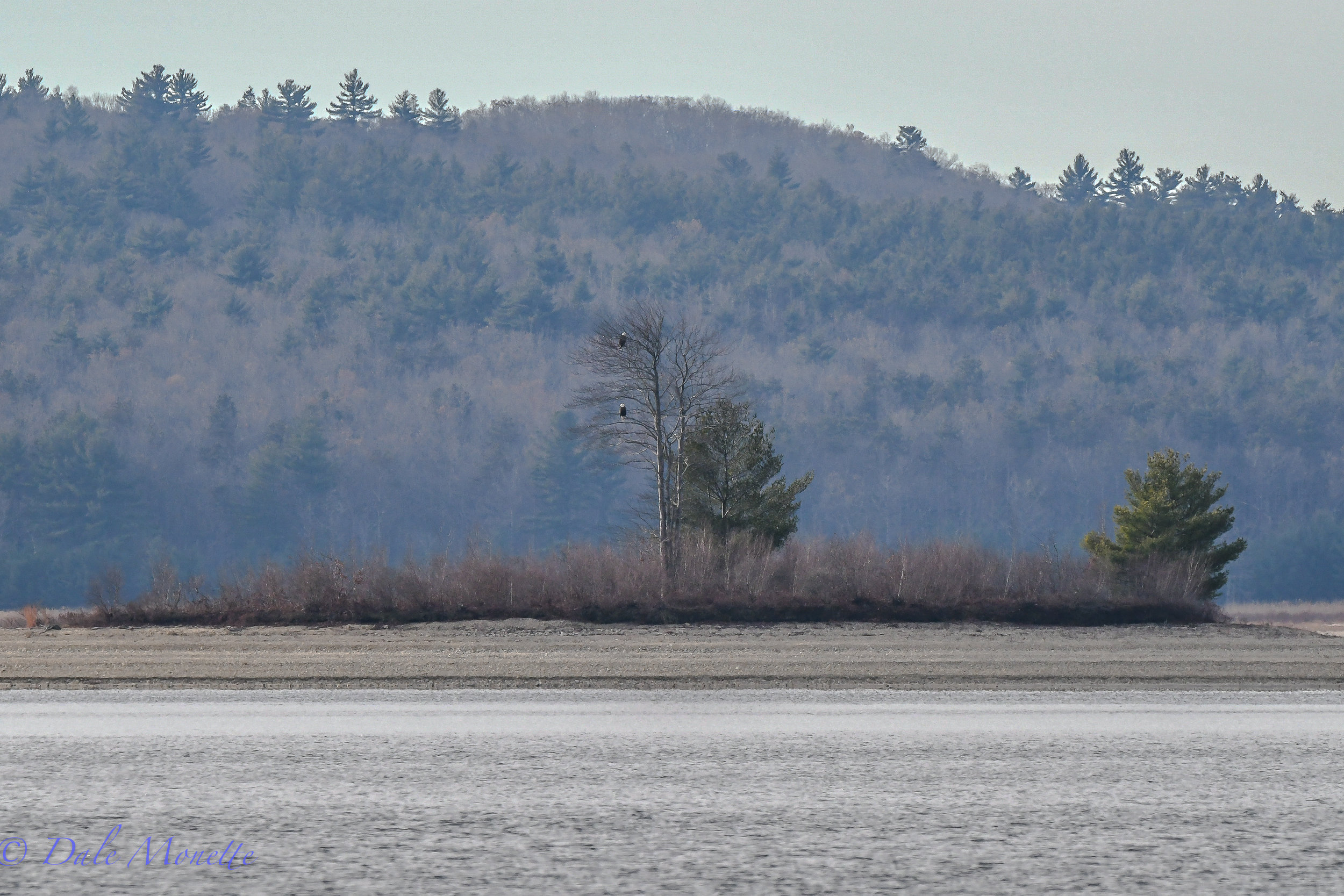   A mated pair of bald eagles sit together on Lone Tree Island in the Quabbin Reservoir, not far from their long time nest and ponder the coming winter and impending ice over that comes with it on the water.....  