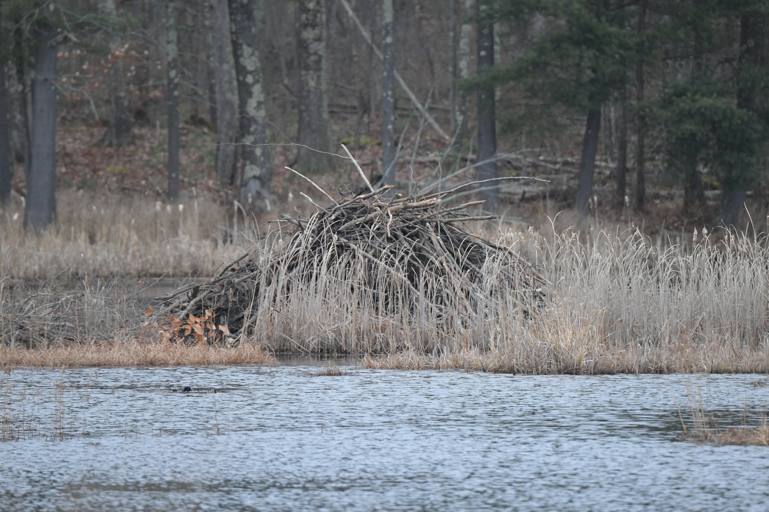   All the beavers hard work all fall will keep them warm and dry through the winter months.&nbsp; I have been watching and filming thee beavers for over three years and they know how to do it !!&nbsp;&nbsp;  