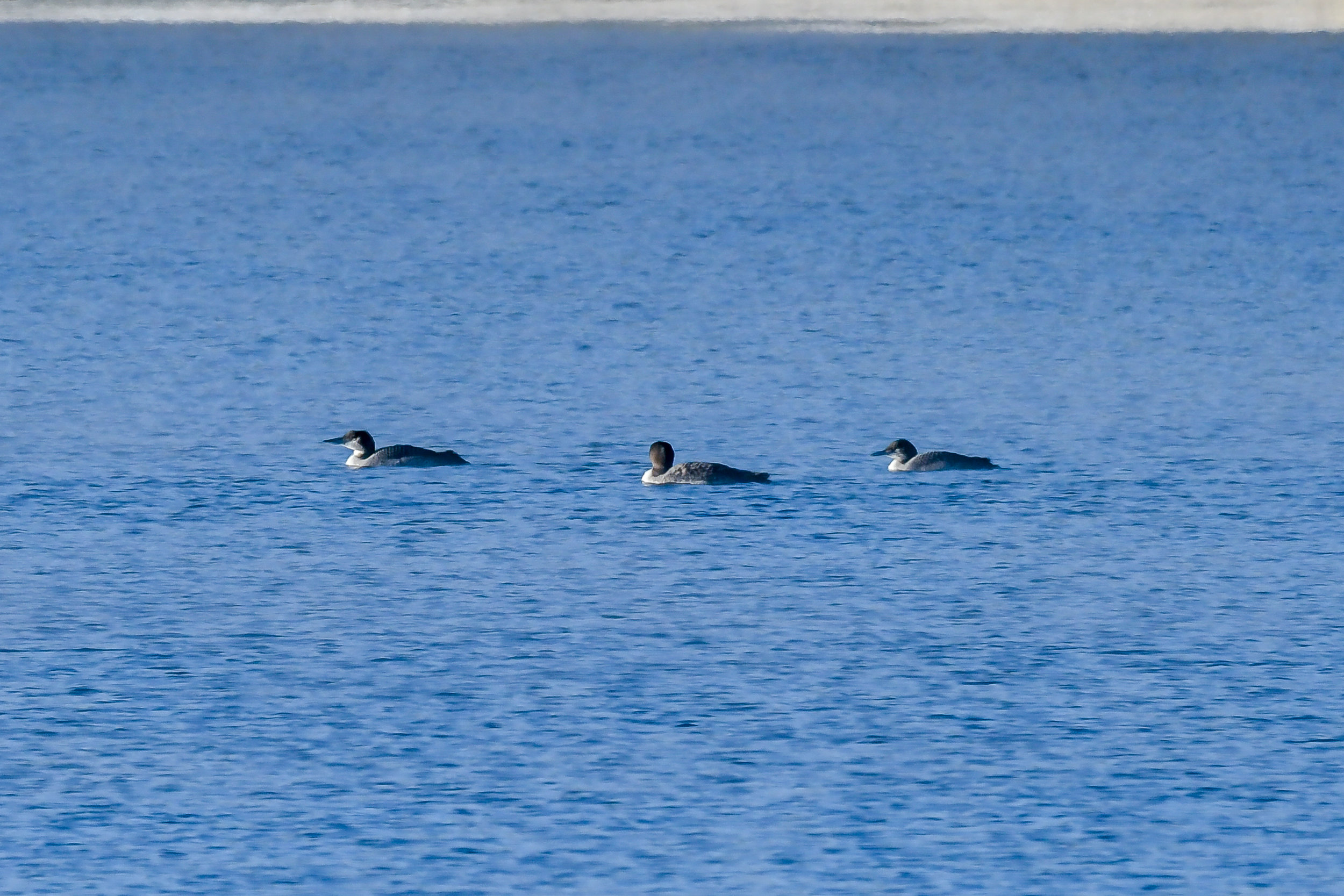   &nbsp;I was pleasantly surprised this morning when I found these three loons hanging out together on Quabbin. The loon in the middle is the loon we named "Whitey" because of the white strip of feathers in the back of his head (If you look close you