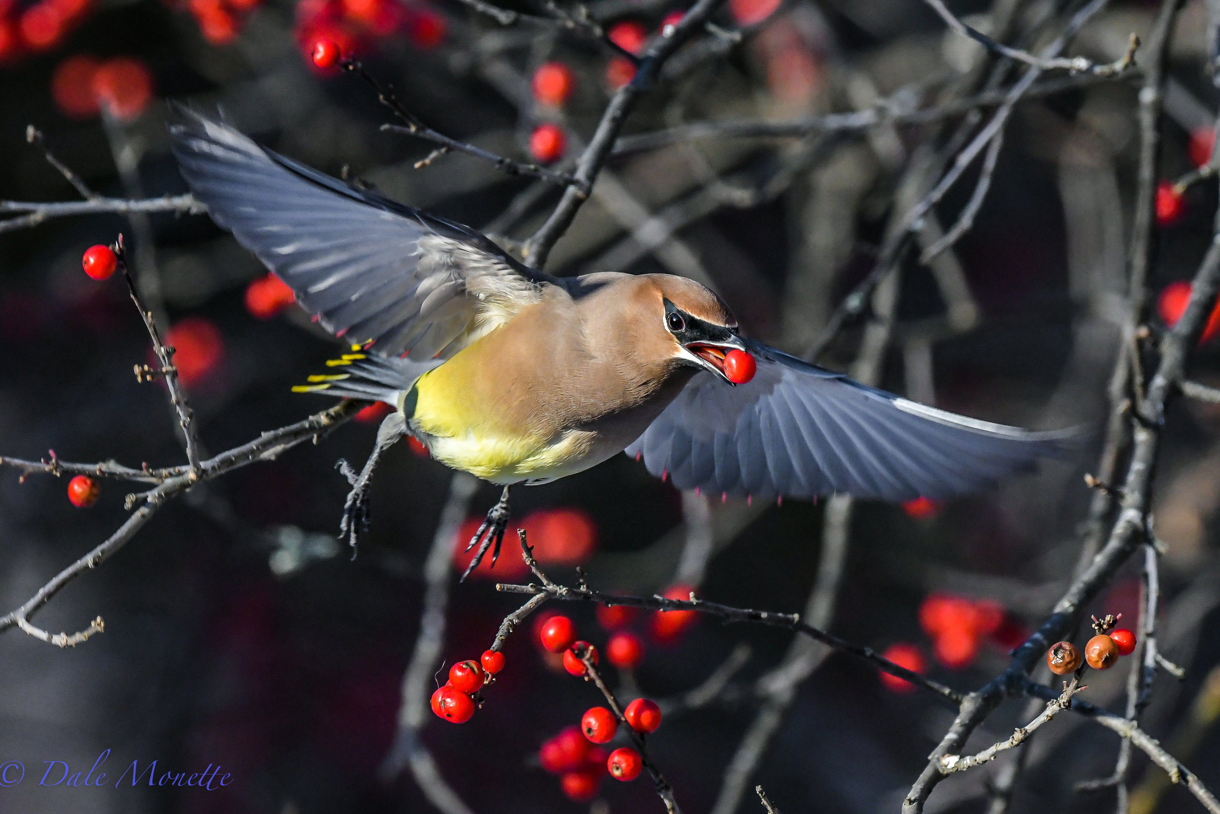 A flock of cedar waxwings have stripped about 10 thousand winter berries from our winter berry bush the last couple of days. Here's one making off a prize!..