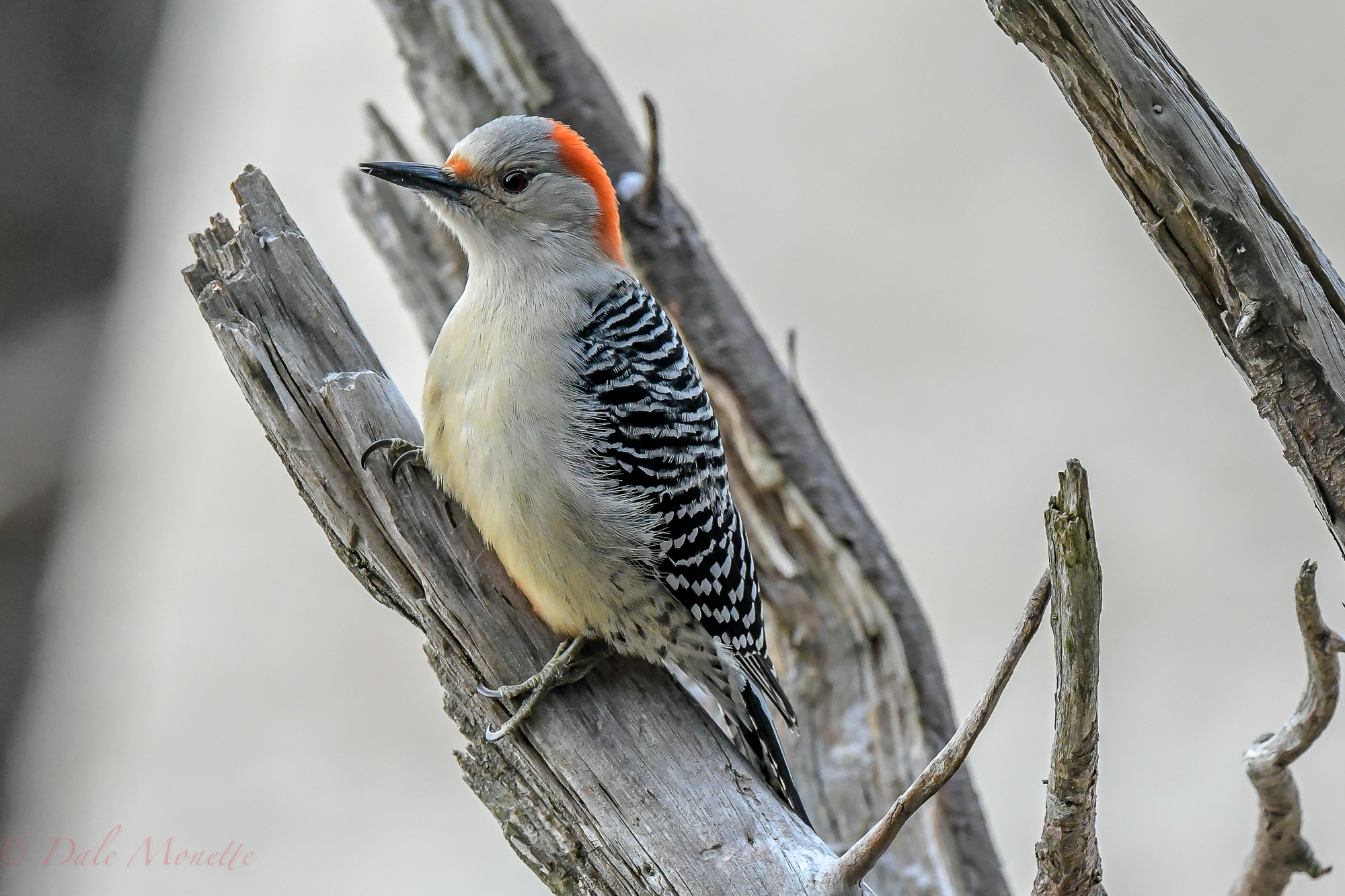   I made this image of a red bellied woodpecker yesterday as he was looking for breakfast in the northern Quabbin area. These birds are becoming more common as time goes by.&nbsp;&nbsp;  