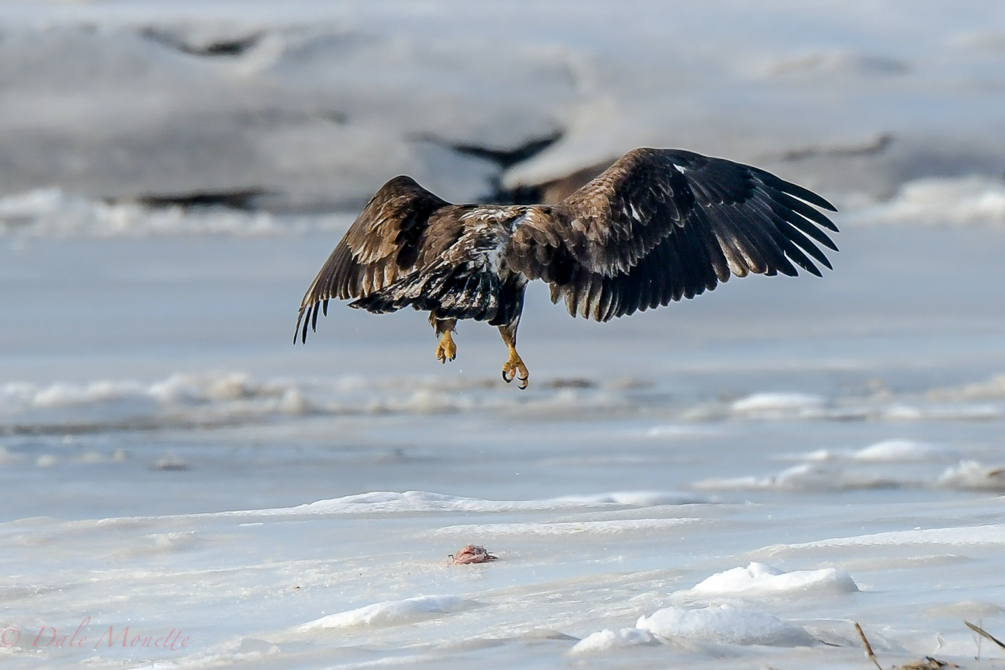 A trip to the coast today turned up this juvenile bald eagle playing with a piece of carrion. Where it came from I have no idea but he was having fun with it..... I wouldn't want those talons in my head!