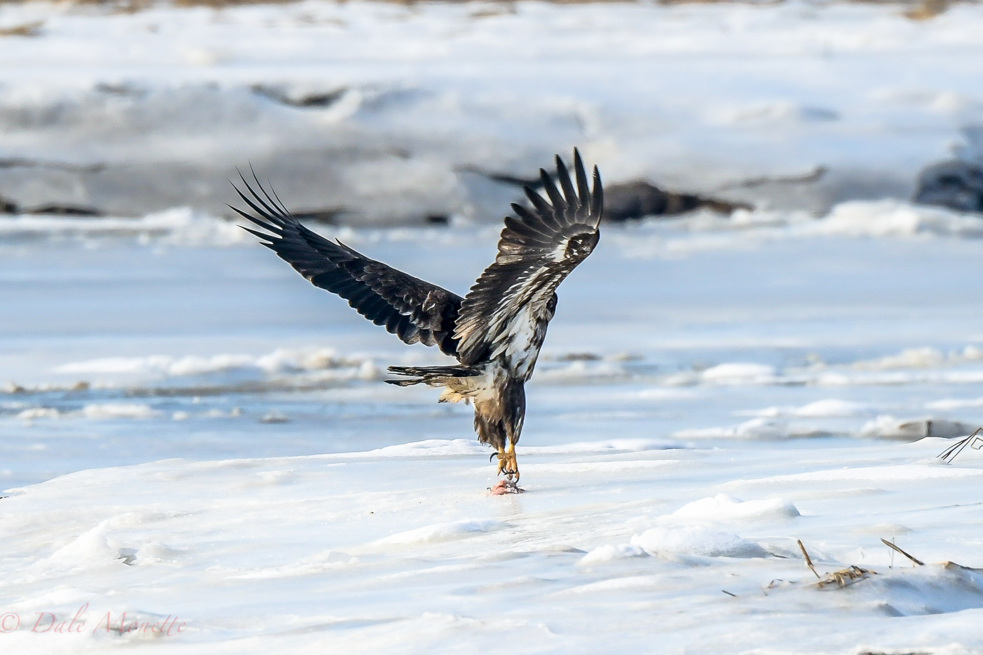 One more of the young eagle today....