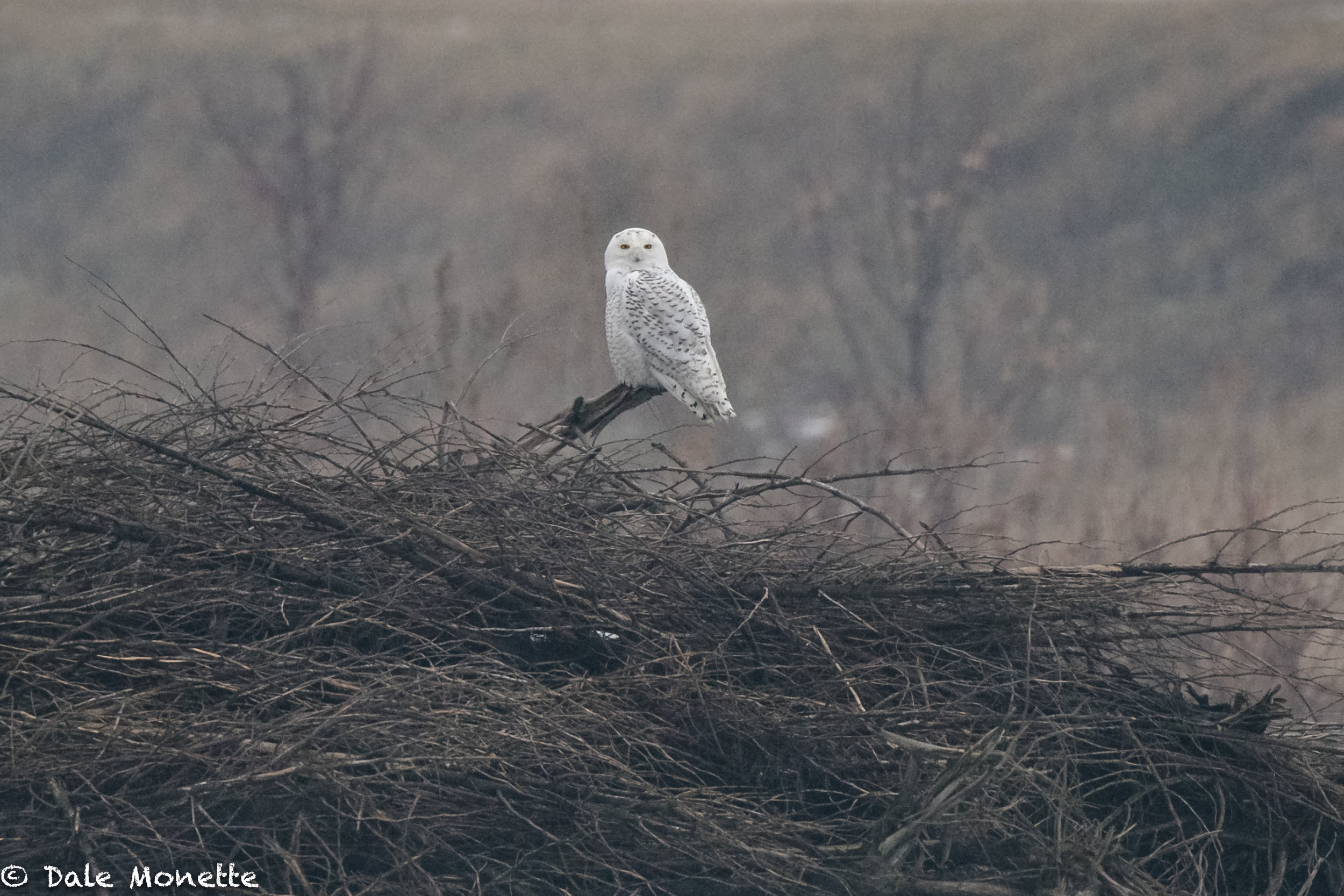   Looks like another snowy owl invasion is under way. I found this one today in the Connecticut River Valley... sitting in the freezing rain late this afternoon. &nbsp;I love these guys ! &nbsp;  