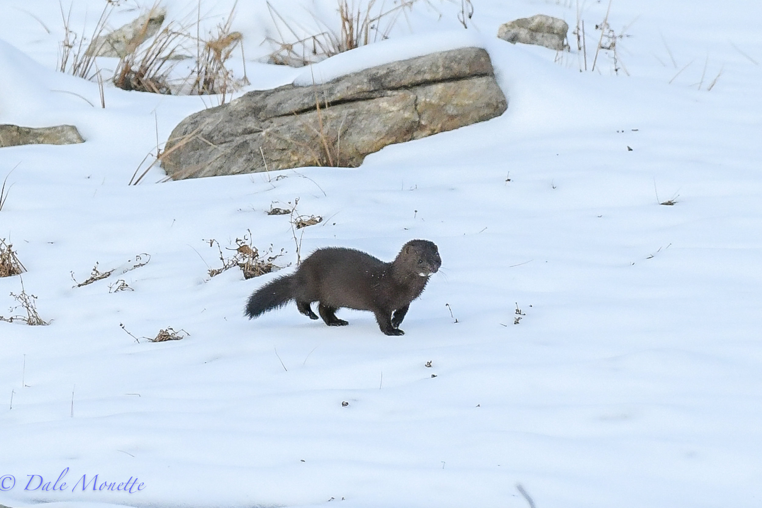   Here is another mink image.&nbsp; They sure are alert and fast creatures.....  