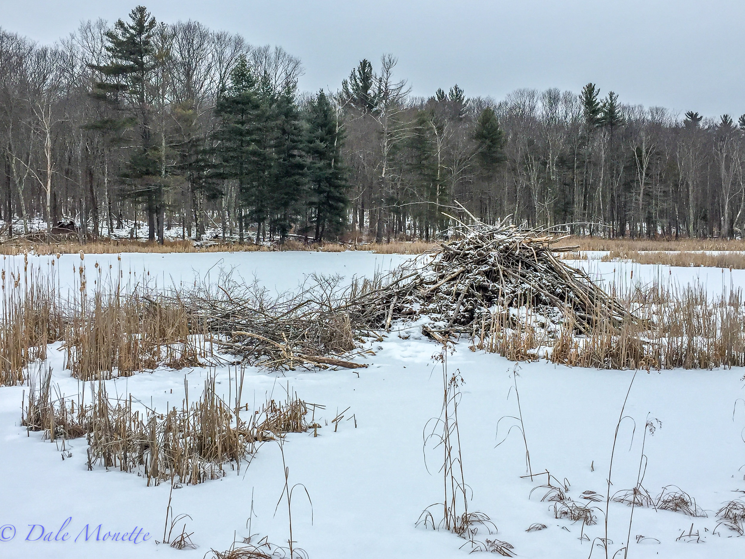      I decided for a change of pace for myself this morning and hiked in to see how one of my three friendly clans of beavers I've spent years photographing are doing this winter. I found them doing great with a large cache of twigs left for the next