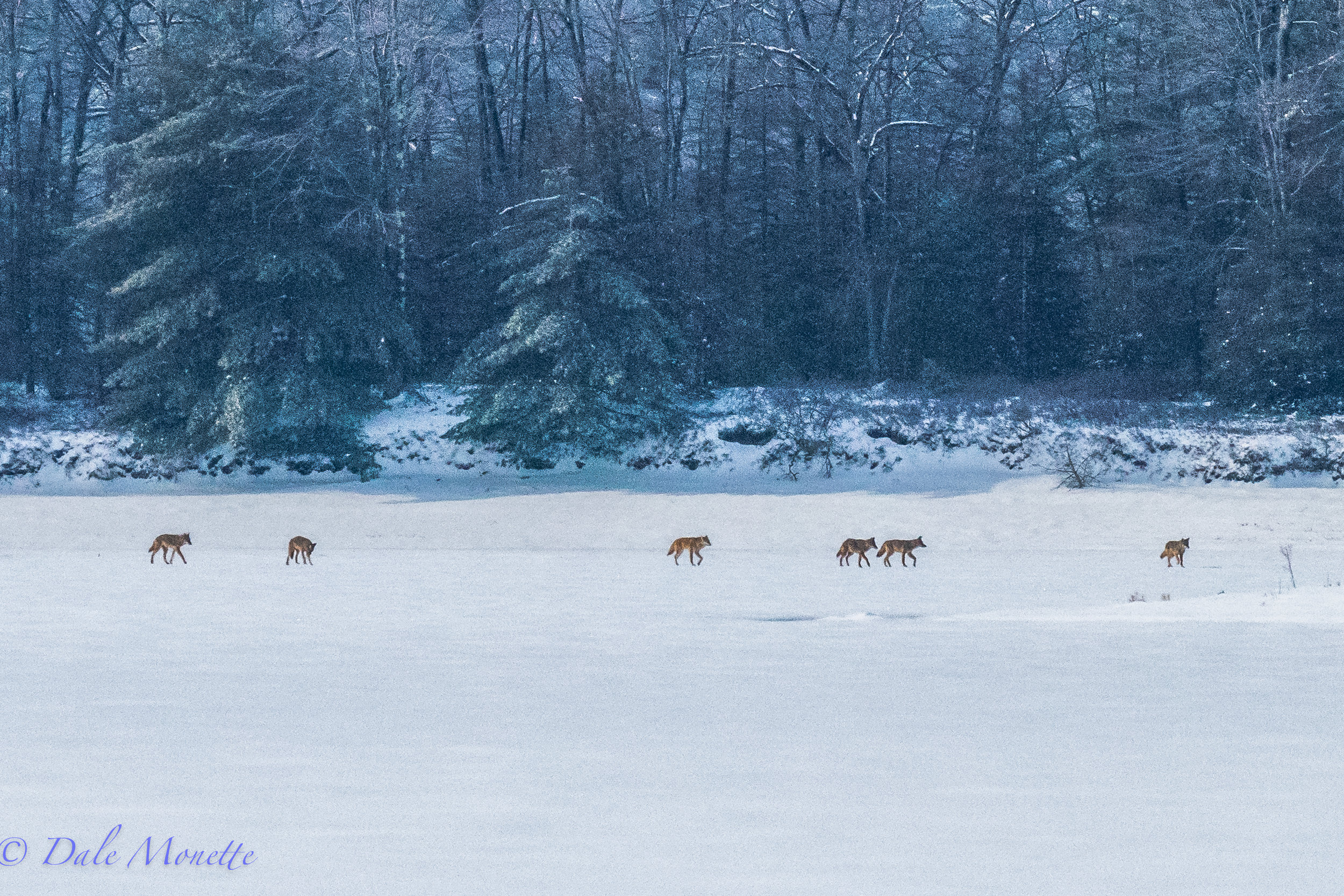   &nbsp;On my hike about the western Quabbin I found a pack of 6 coyotes going somewhere along the ice.&nbsp; Where they were going I know not.....  