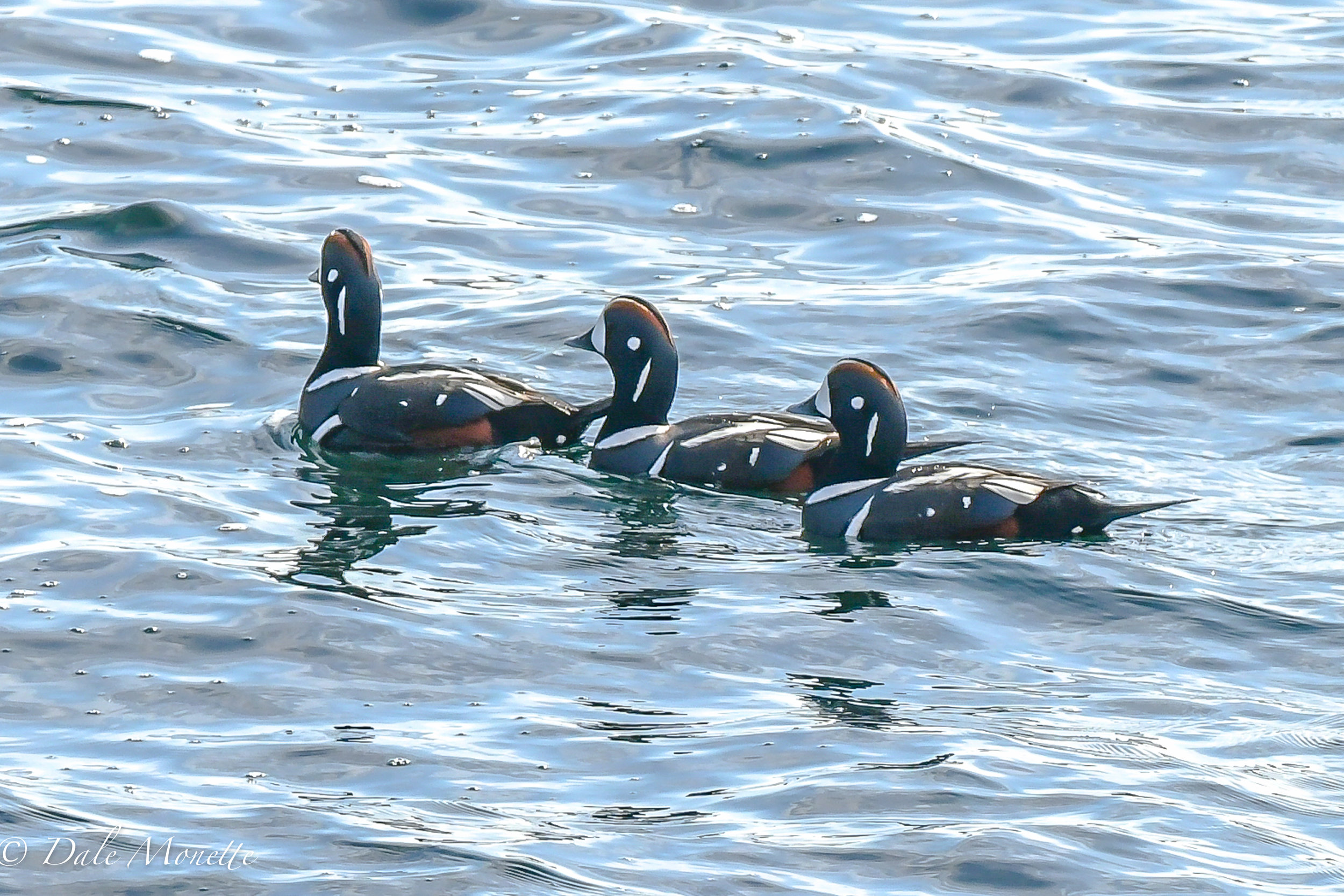   Last week off the coast of Maine I found these harlequin ducks.&nbsp; They are arctic circle ducks that spend their winters in New England along the rocky shores feeding in the tide crashes in the rocks.  