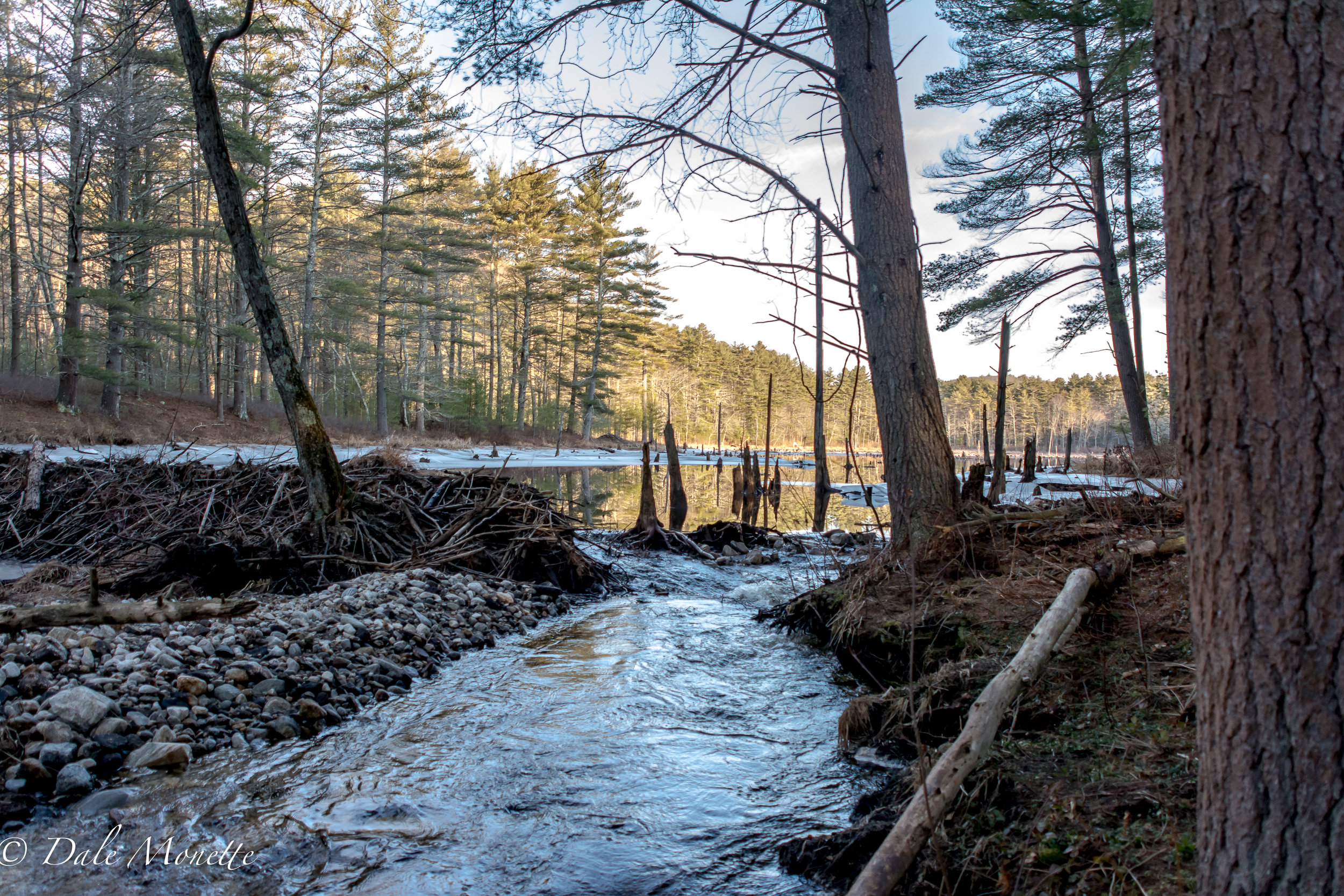 One of my favorite beaver ponds had a breach from all the rains within the last few weeks. The family of beavers are gone and this pond is draining slowly.