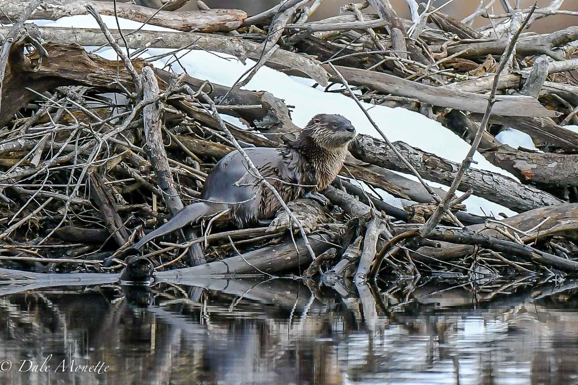 After watching this otter fish for about an hour near the back of the pond, he finally got within range of the Nikon 500mm lens... and Bingo ! I love these guys.......