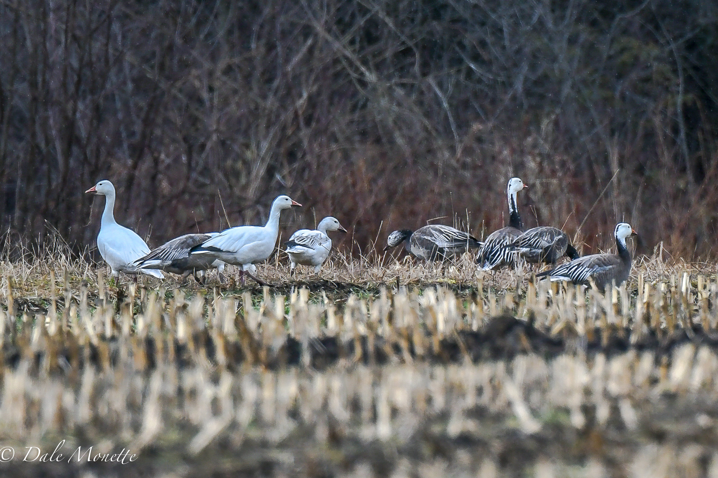   A good find this afternoon in a large pasture in New Salem.&nbsp; About 45 snow geese (the white ones) along with a rare blue phase of the snow geese.  