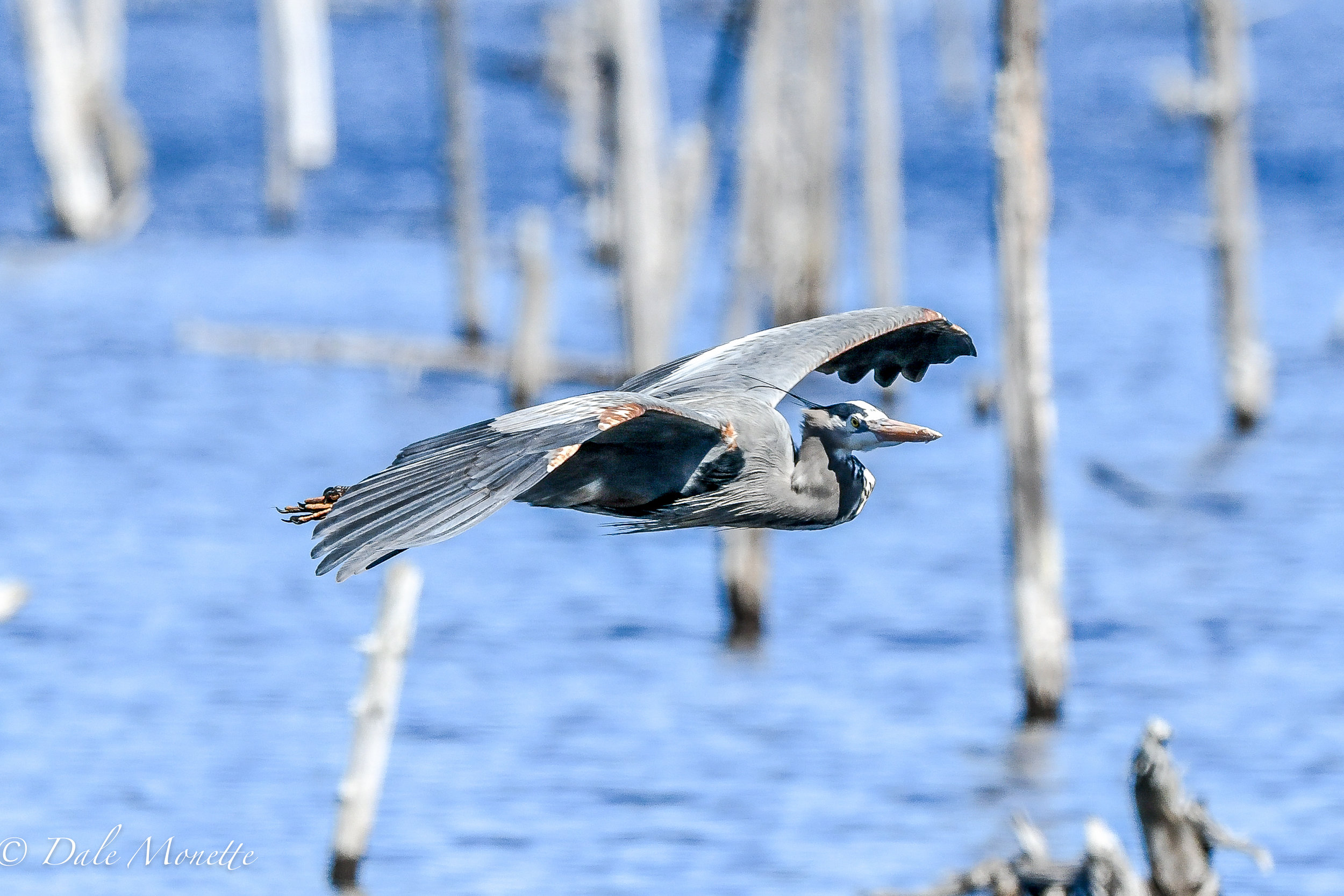   Great blue herons are starting to show up on their nesting grounds.  