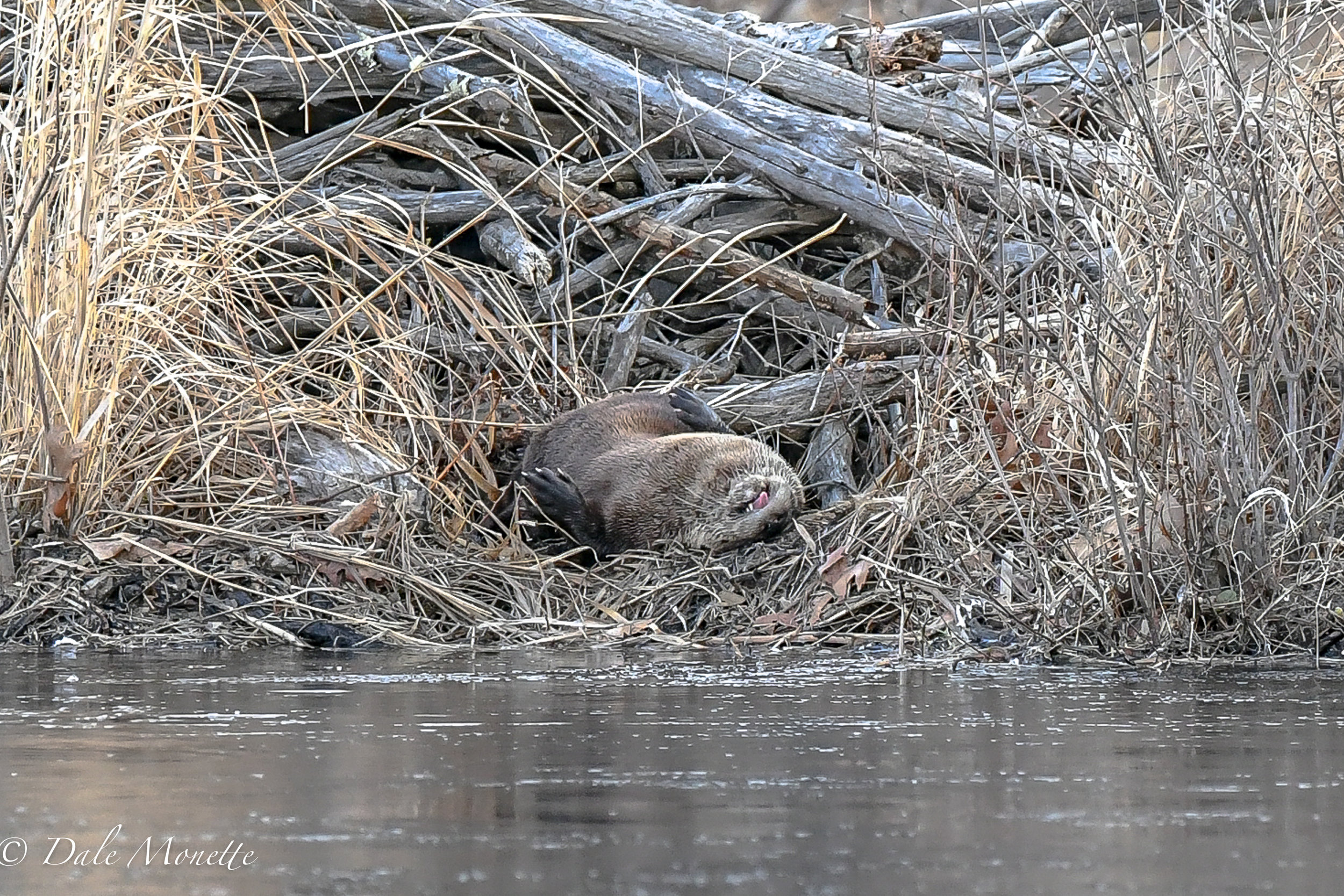   Nothing like a good roll in the dry grass and warn sun!&nbsp; This is the same otter as in the next picture about 2 weeks later. I had fun watching this guy for about 90 minutes or more fish and groom.... 4/6/18  