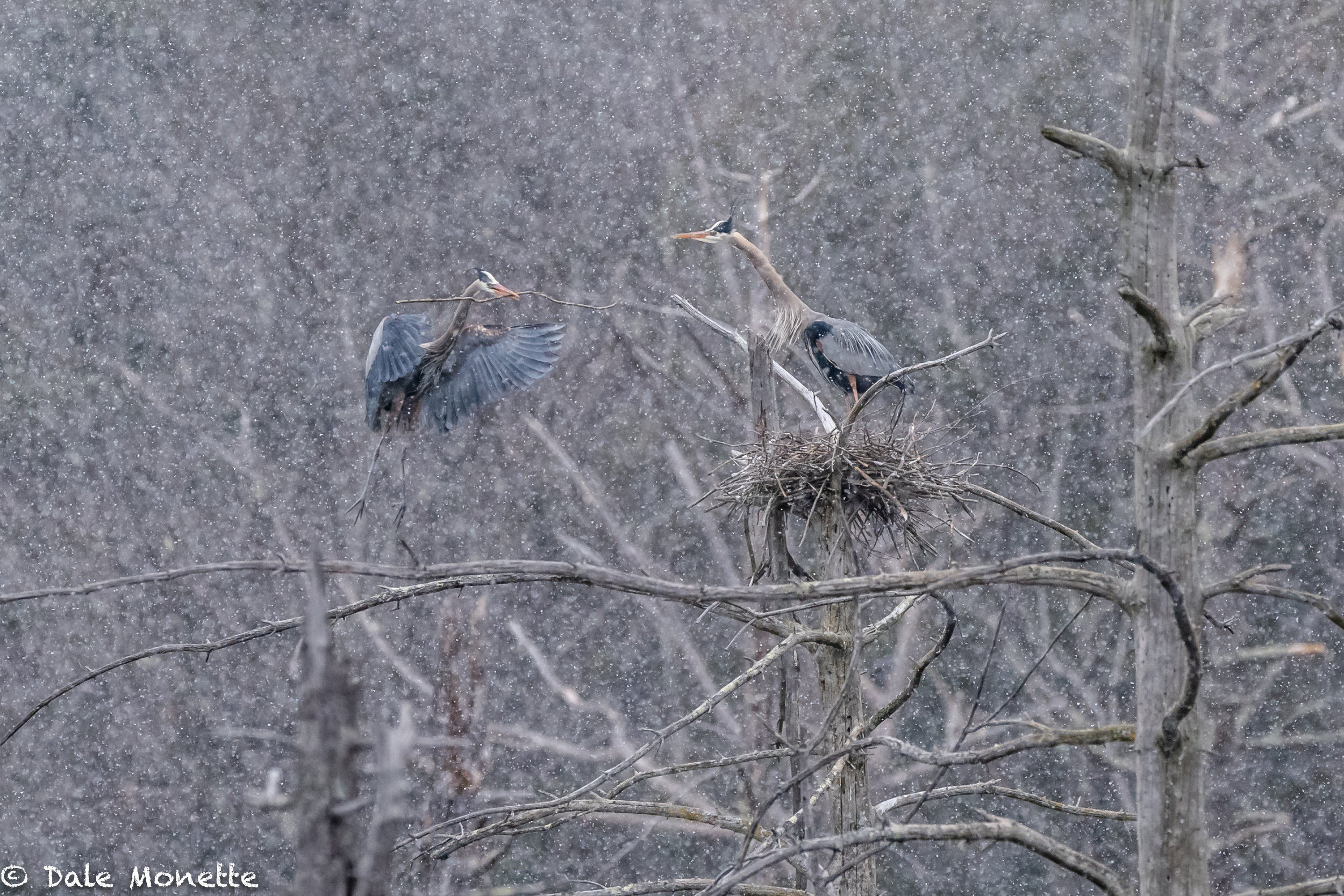   I spent the morning with a pair of great blue herons working on their nest.... It was incredible to watch the weather get worse and worse and the male kept on dragging sticks into the nest for the female to work into the nest. &nbsp;4/10/18  