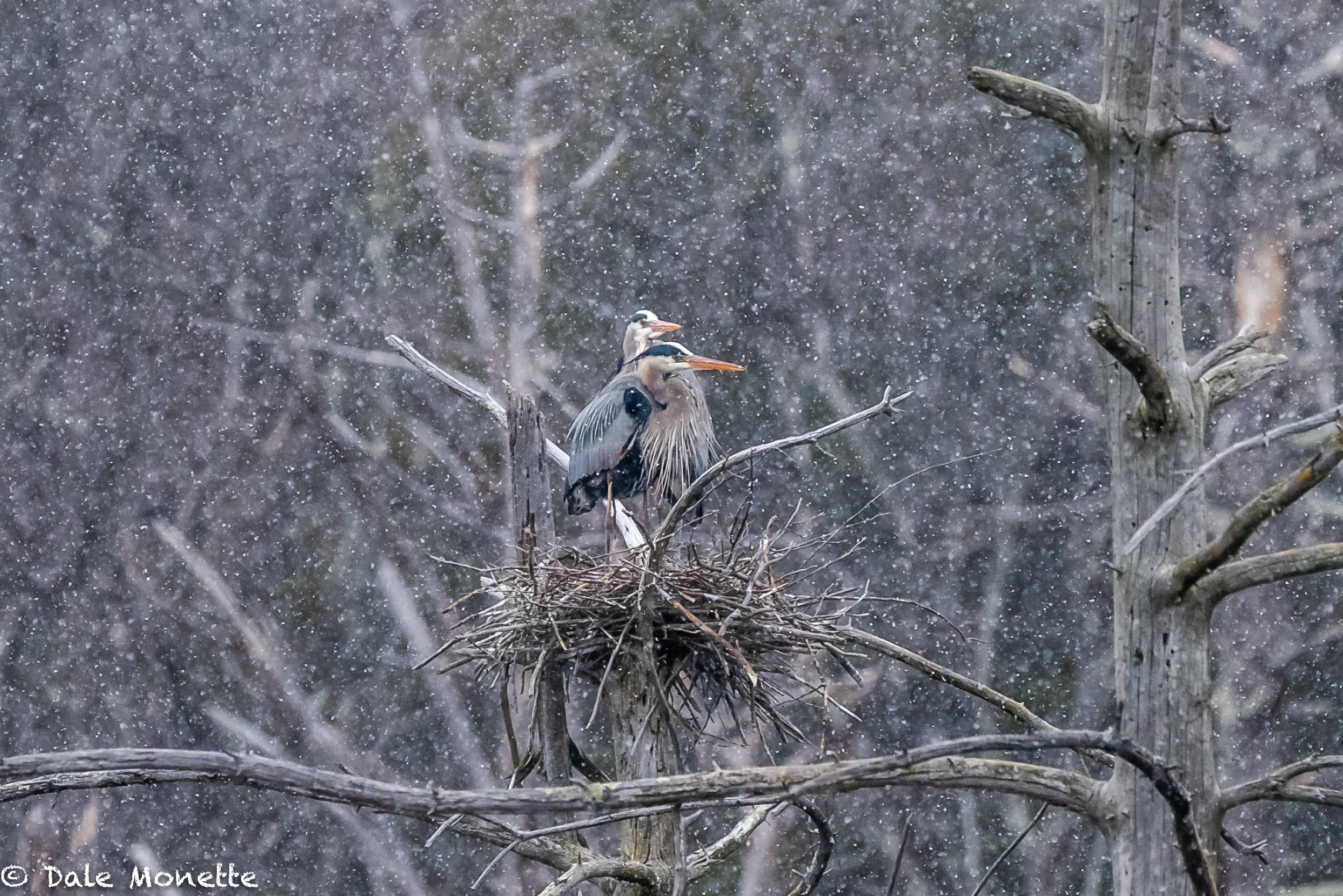   The same herons wondering why they came north so early .&nbsp;&nbsp;  