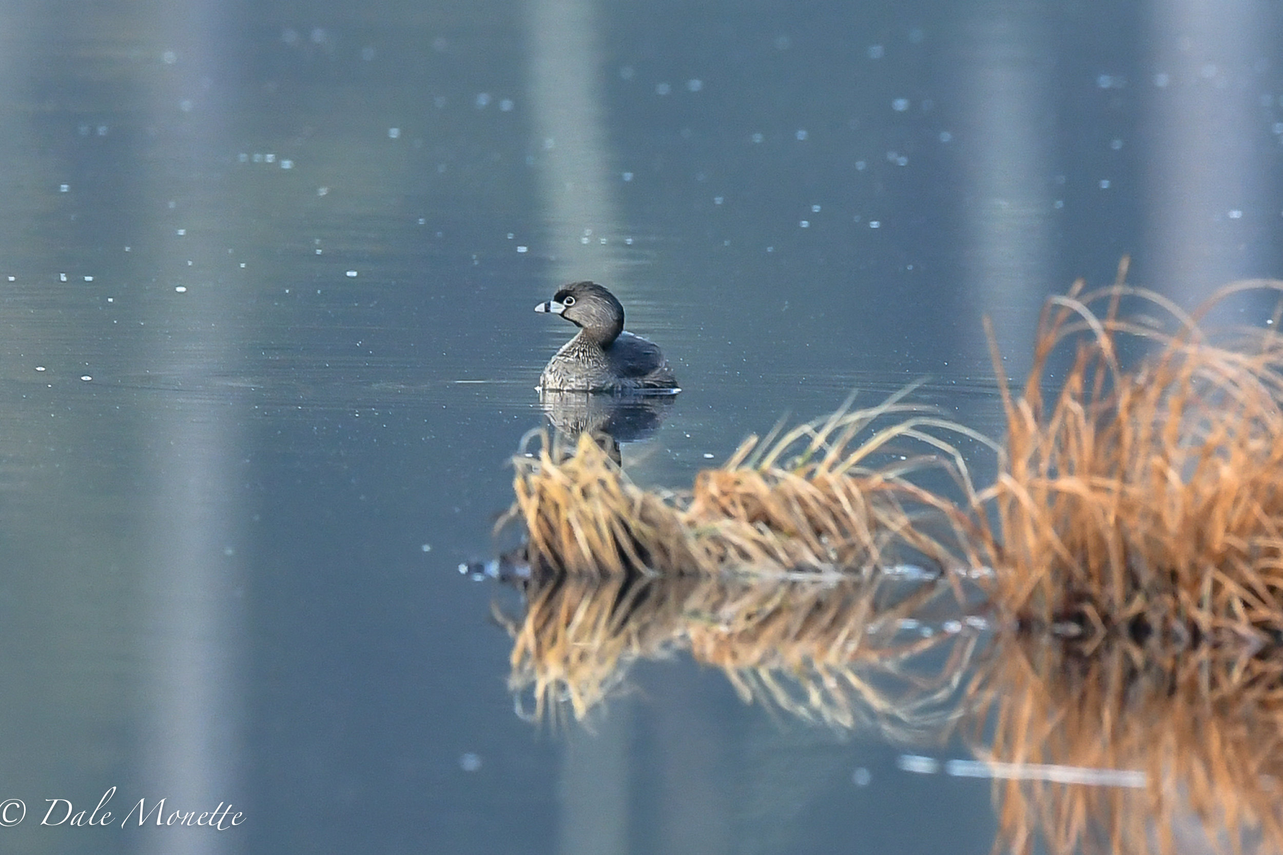   A surprize guest this morning !&nbsp; A cute pie-billed grebe in a small abandoned beaver pond in North Quabbin watershed was hanging with a green winged teal in the early sun.&nbsp; 4/13/18  