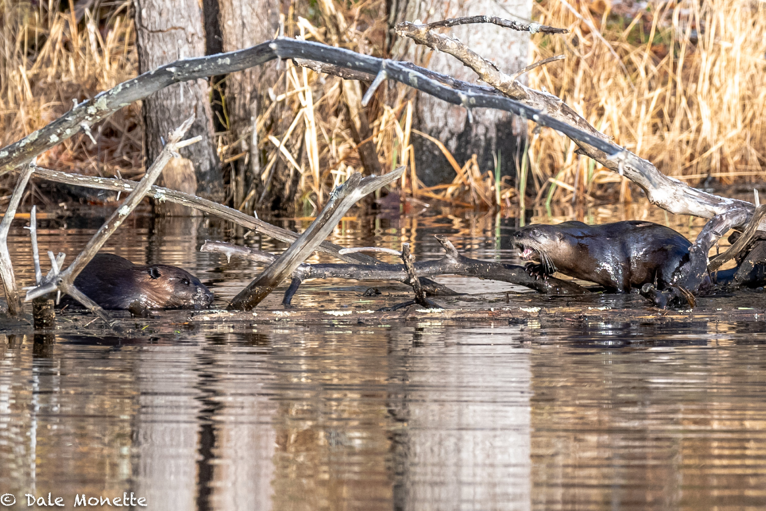   An otter and a beaver both popped up in the same space this morning.  After a few screams from the otter, the beaver headed home after a long nights work…..  