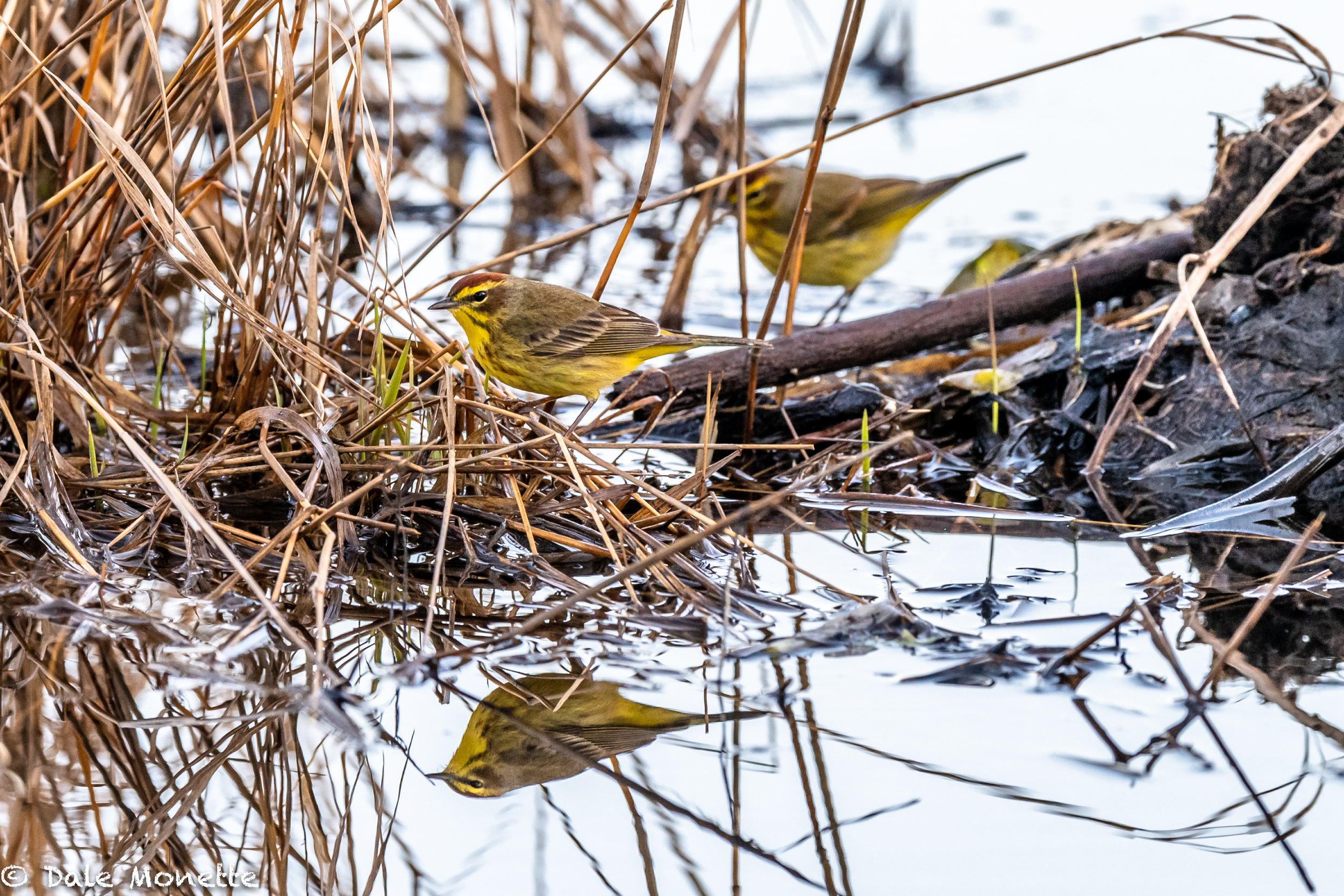   While setting in the woods watching the otters I was swarmed with migrating warblers.  These palm warblers are usually the first warbler, along with pine warblers, that we see in the spring.  