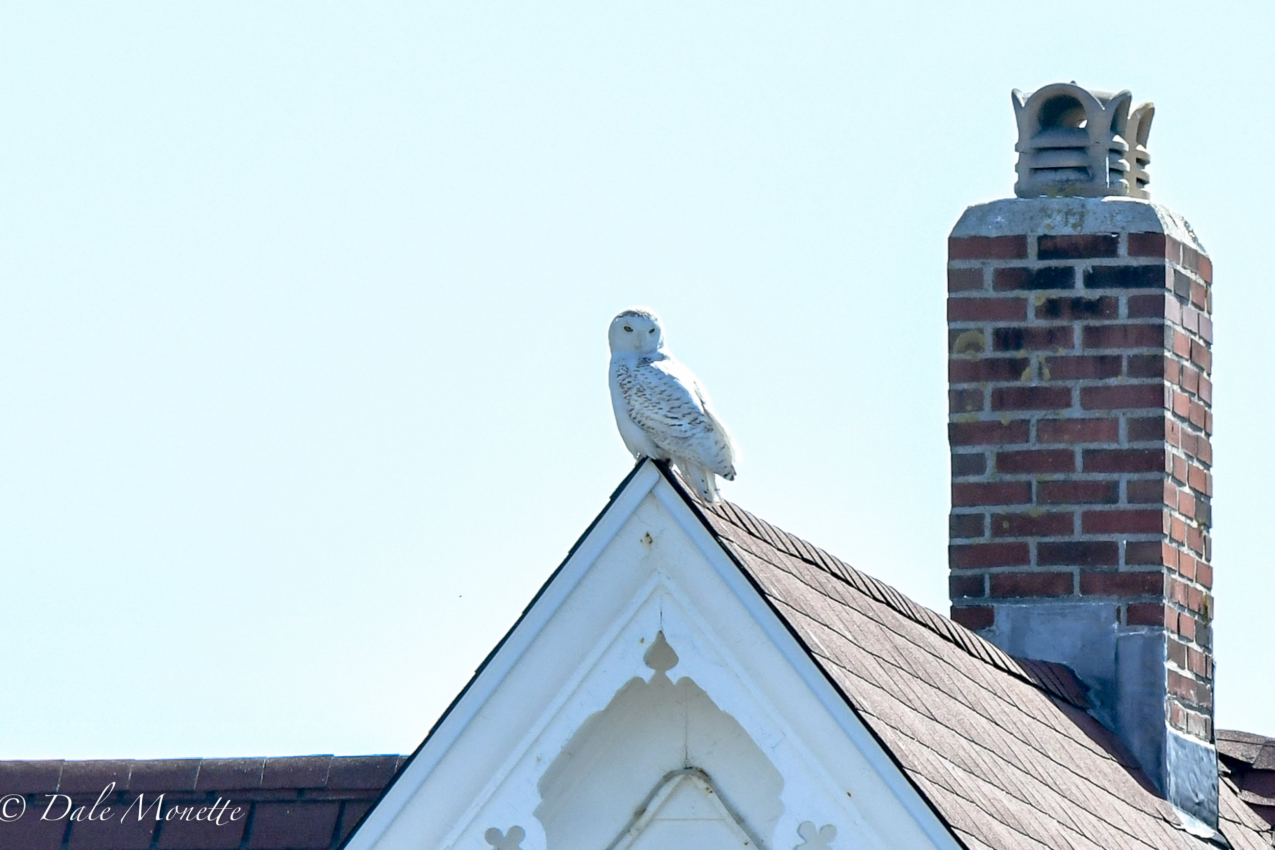   This is the house connected to Nubble Lighthouse in York Maine. We visited it last Monday. While we were there a snowy owl landed on top of the roof point ! Quite the surprise….. 4/23/18  