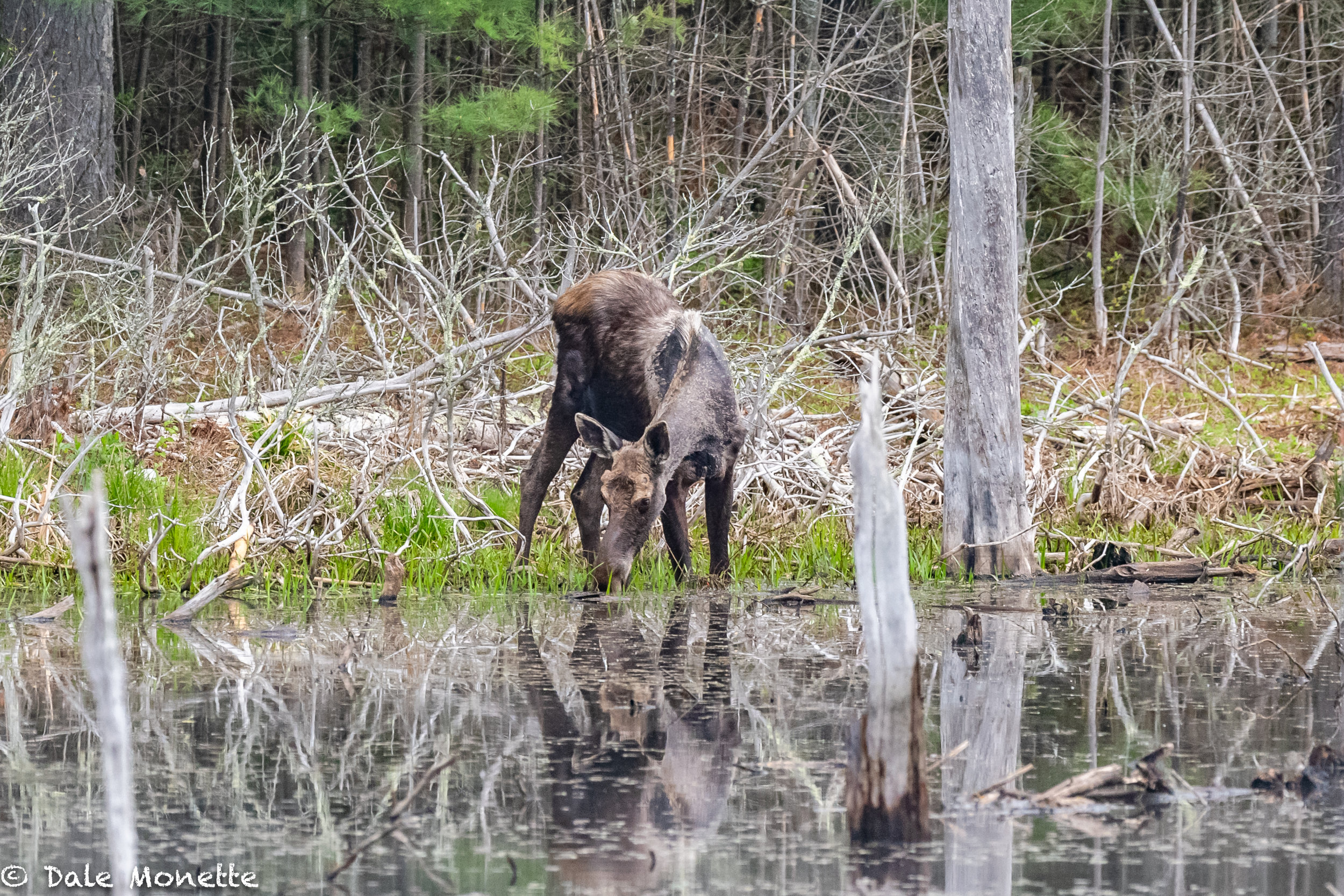   This young bull moose will never sneak up on anyone!  I heard him slopping 10 minutes before I saw him this morning!  5/10/18  