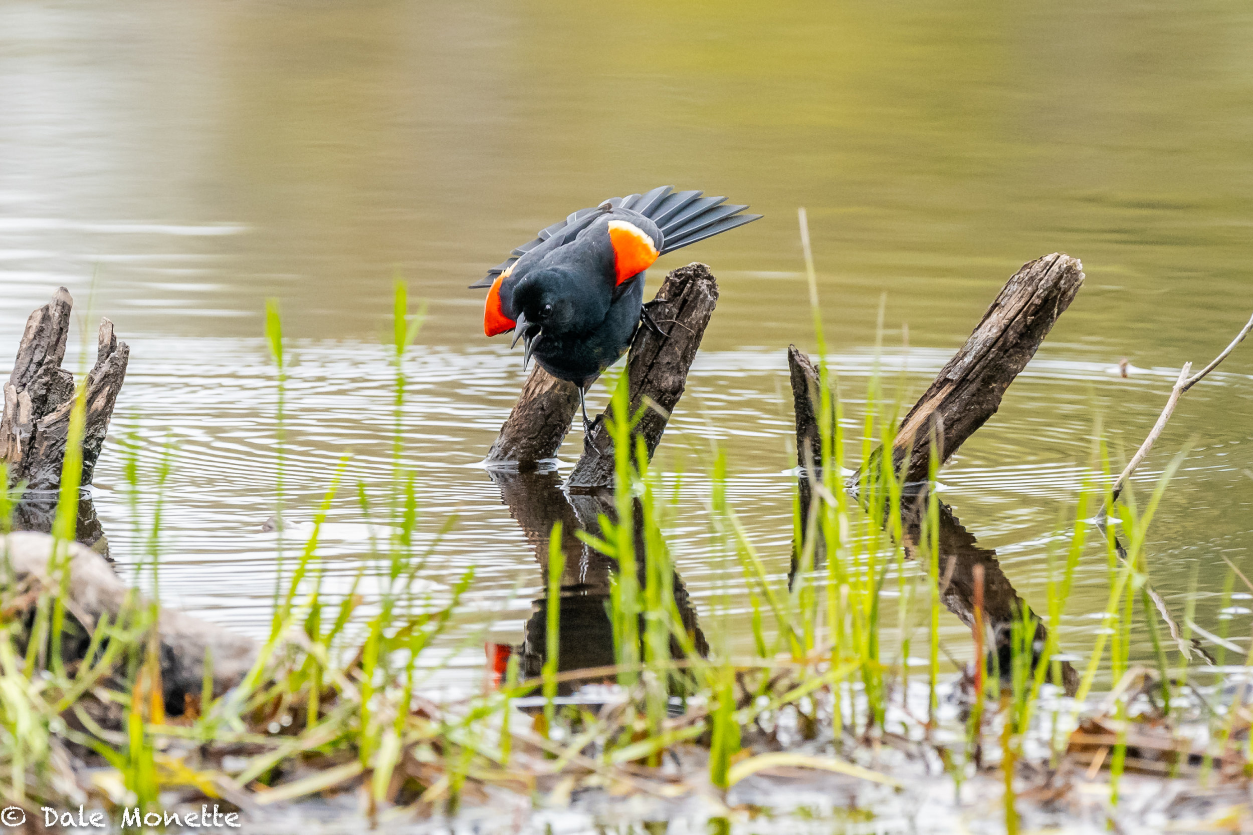   Red wing blackbirds are still making a racket in the early mornings in the local swamps.  I love their song!  