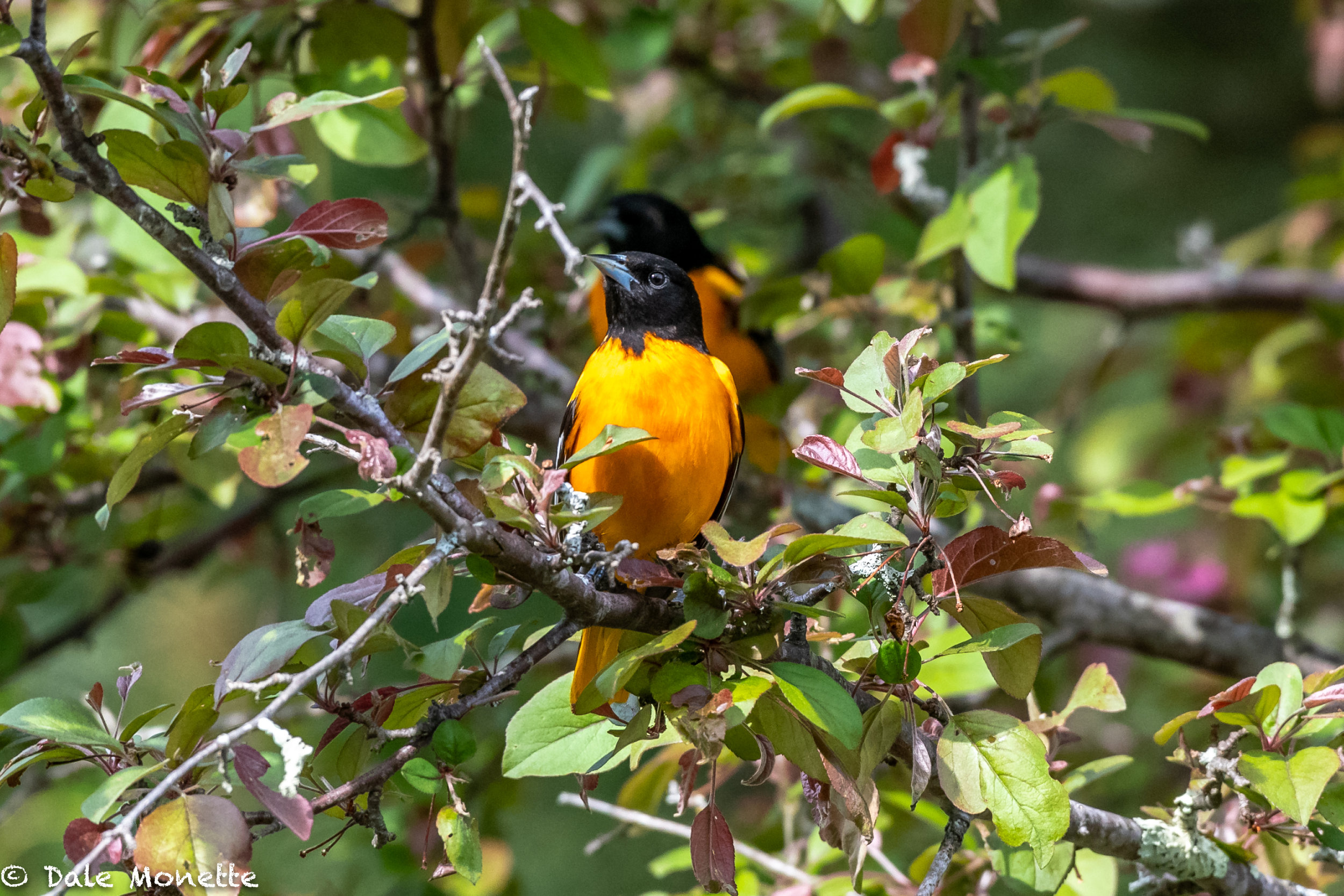 I don’t usually see northern orioles so low to the ground.