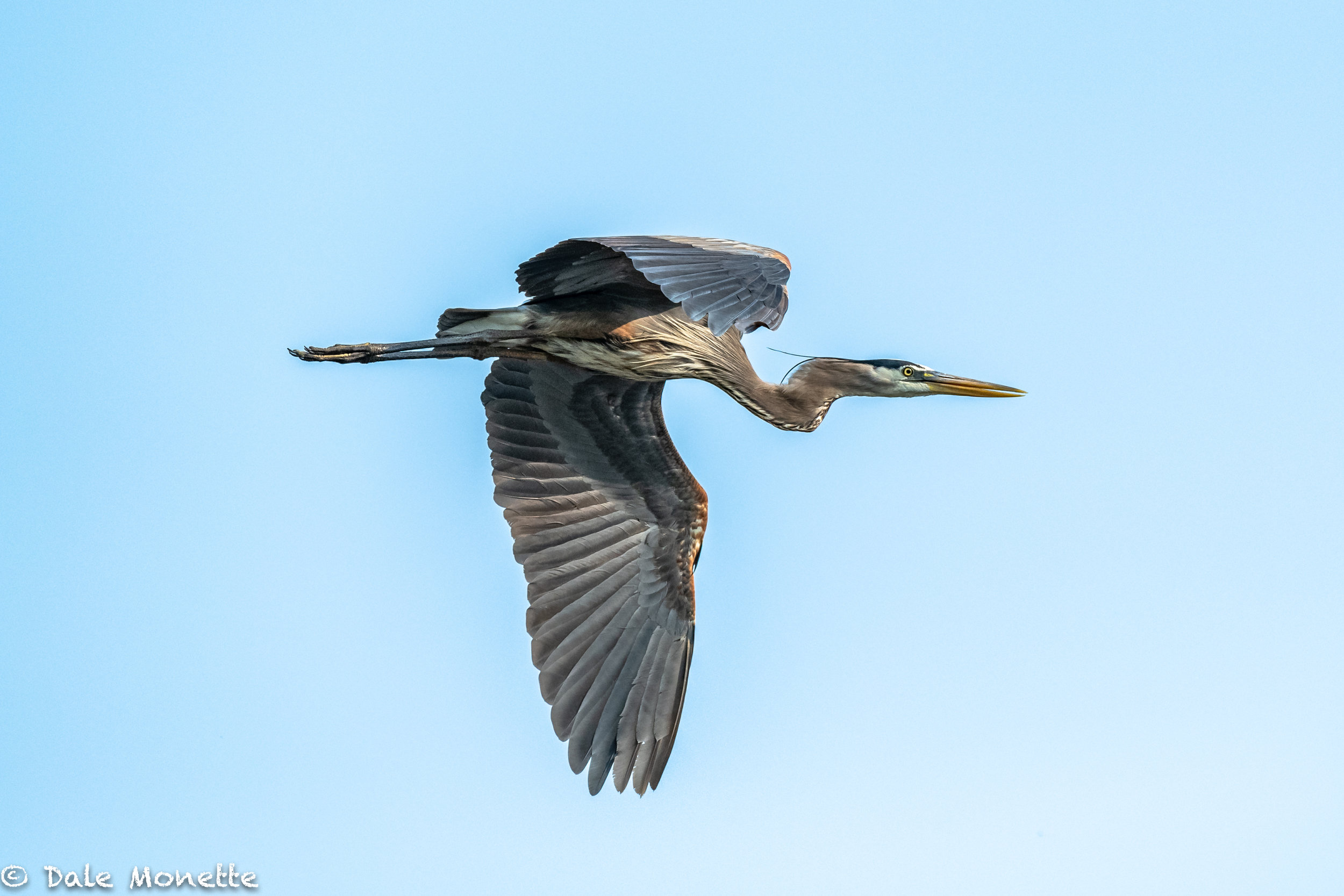   As I was sitting in the woods this morning along a beaver pond, something caught my eye.  I looked up and 2 great blue herons were gliding in for breakfast.     