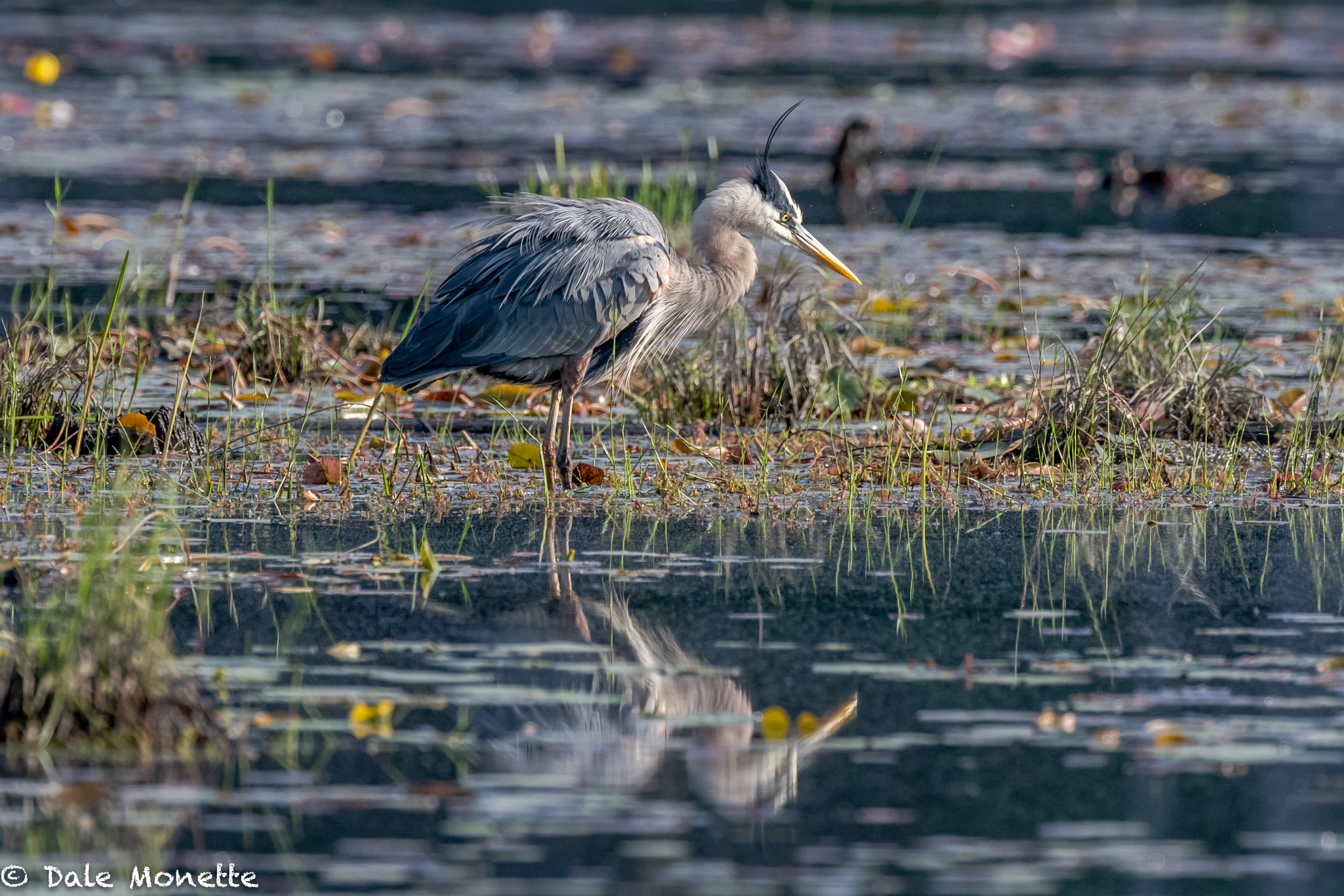   This great blue heron enjoys a good shake to get the feathers back in line after a long preening in the early morning sun,  