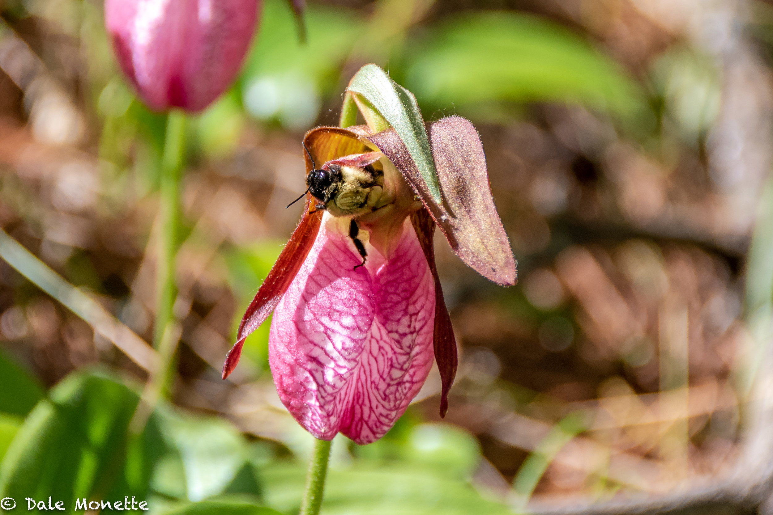   I watched this bumble bee climb up from the bottom, and come out the top of this lady slipper.  