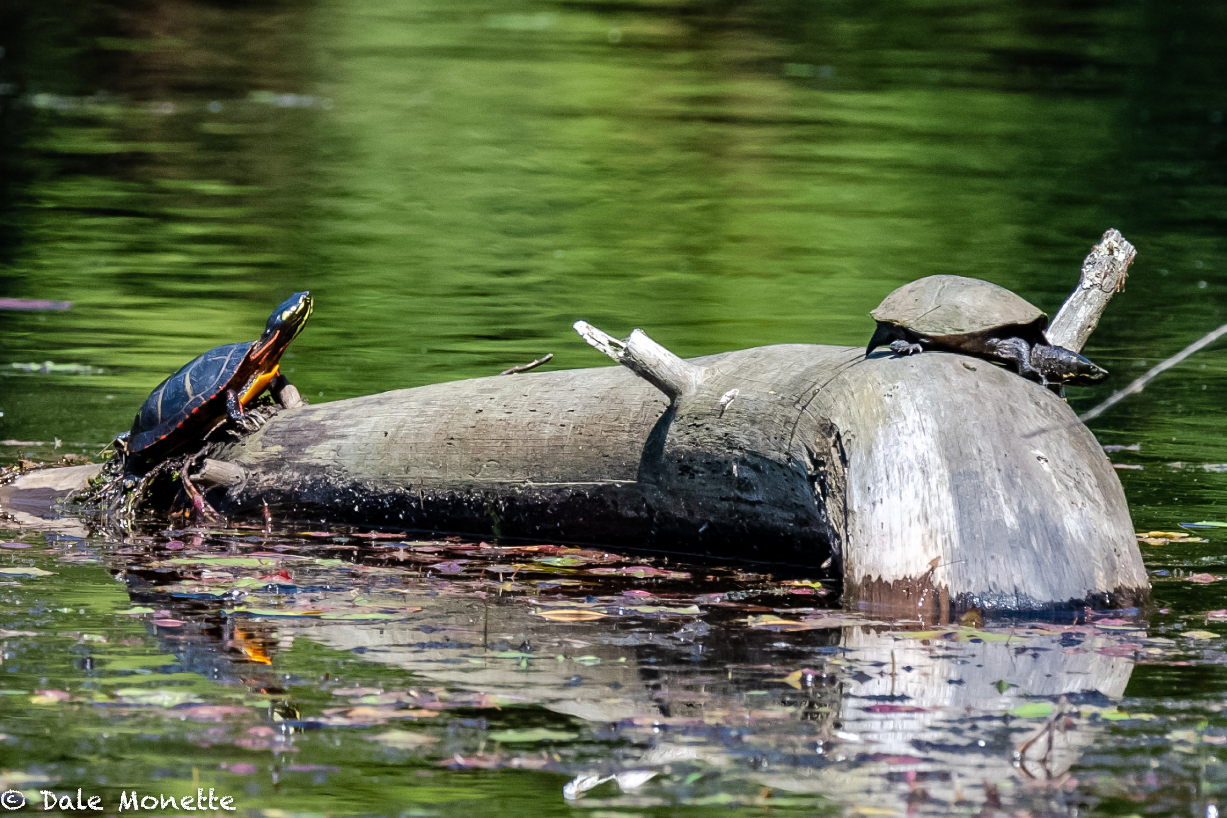   While searching the northern Quabbin today for turtles to photograph, I spotted this musk turtle, or stinkpot, basking on a log. After watching it for about 25 minutes this northern painted turtle joined him. Musky left a few minutes after he appea