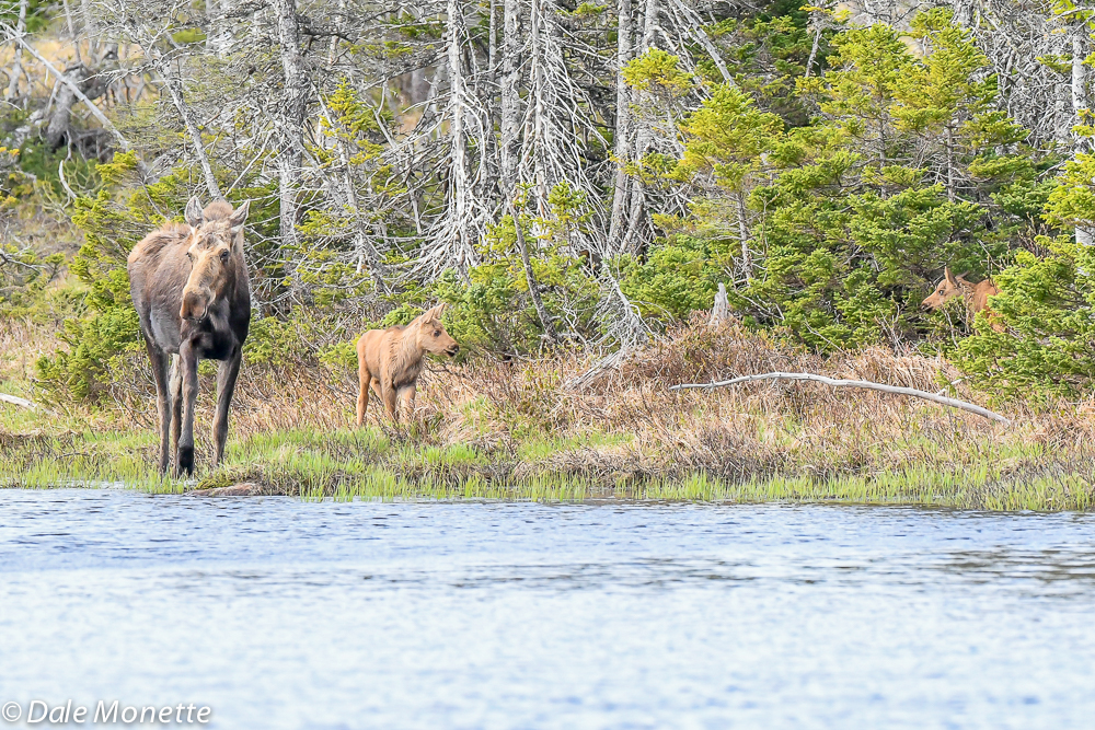   A female moose with her two kids in tow this morning in Cape Breton Highlands National Park, Cape Breton, NS…..Canada  6/8/18  
