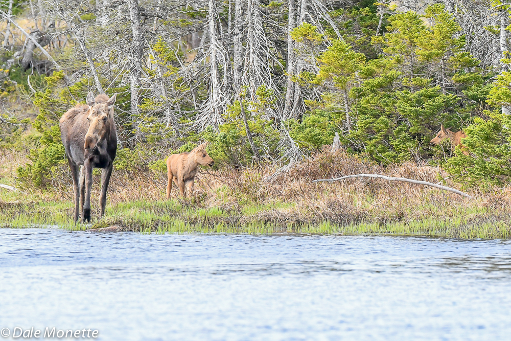 A female moose with her two kids in tow this morning in Cape Breton Highlands National Park, Cape Breton, NS…..Canada 6/8/18
