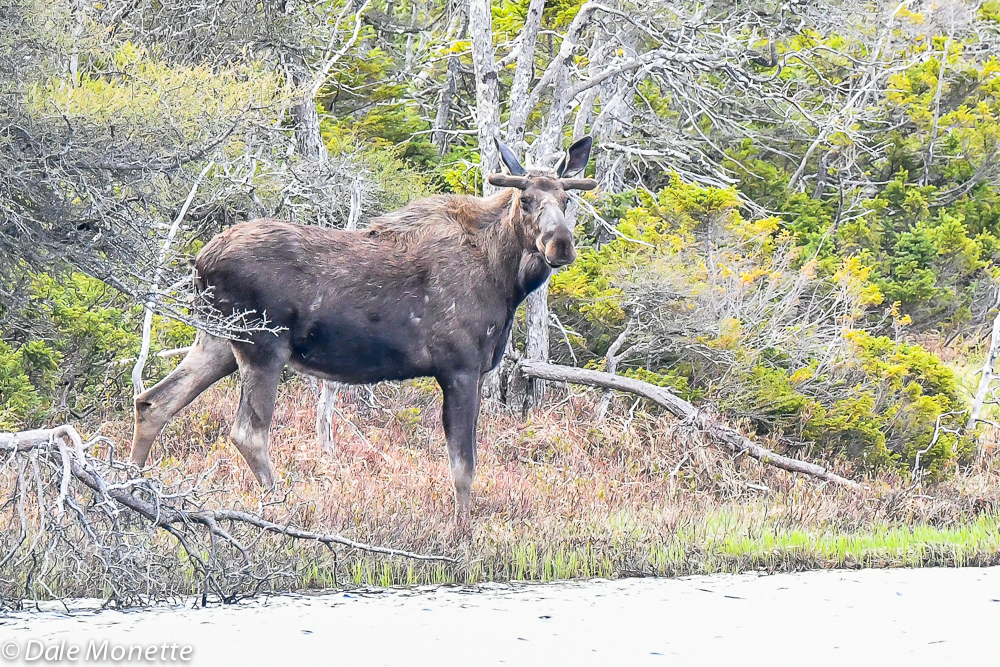   A bull moose checks me out as he watches the family you will see in the next slide.  6/8/18  
