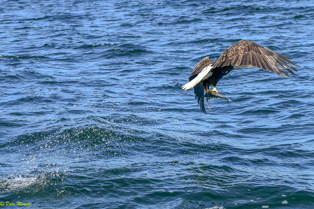   This bald eagle snagged this fish right in front of me as I was in a boat on the St Ann’s Bay on Cape Breton yesterday…..6/7/18  