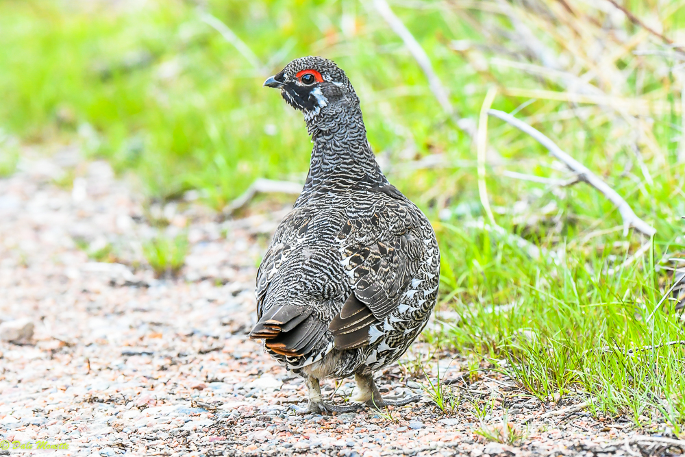   This spruce grouse was setting by the side of a hiking trail in the boreal forest here on Cape Breton last week.  The are very approachable birds.  