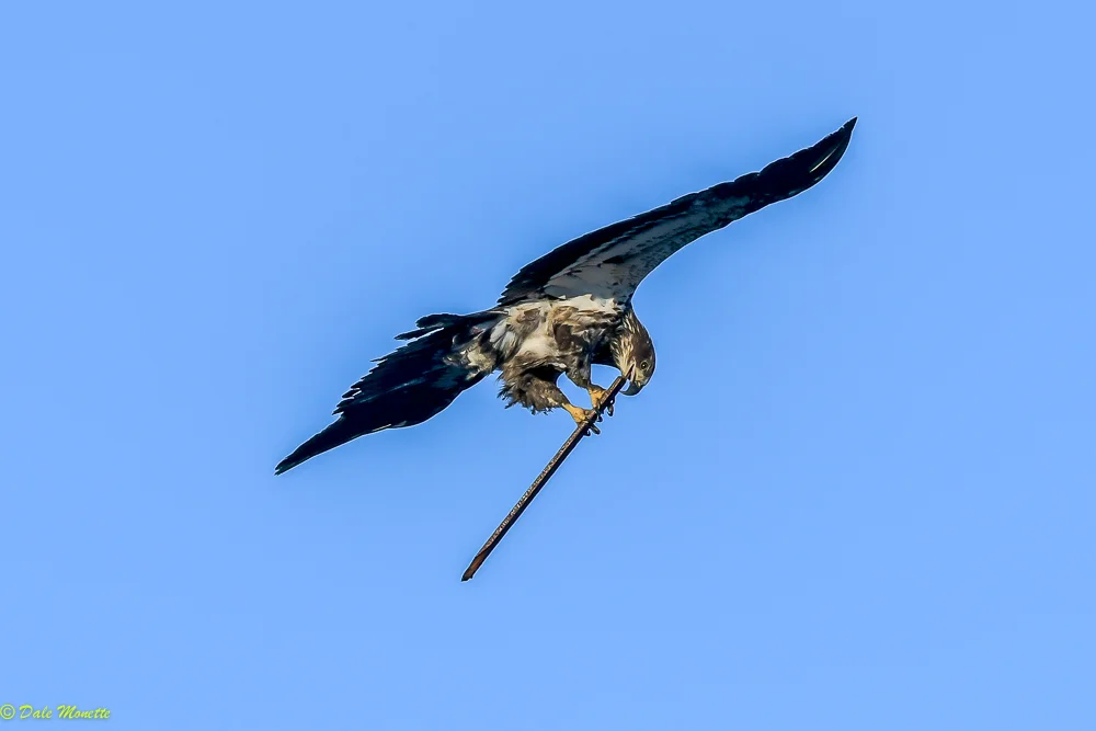This juvenile bald eagle carried this 2 foot long stick around the Aspy Bay this morning for 15 minutes. He finally disappeared with it !