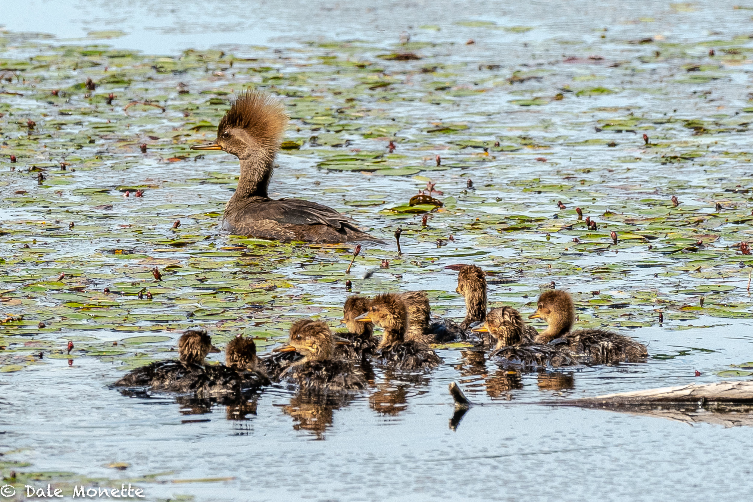 A female hooded merganser drifted by me yesterday with her 10 chicks. She stopped right in front of me so I couldn’t move without scaring them. I was however able to nab a couple images.