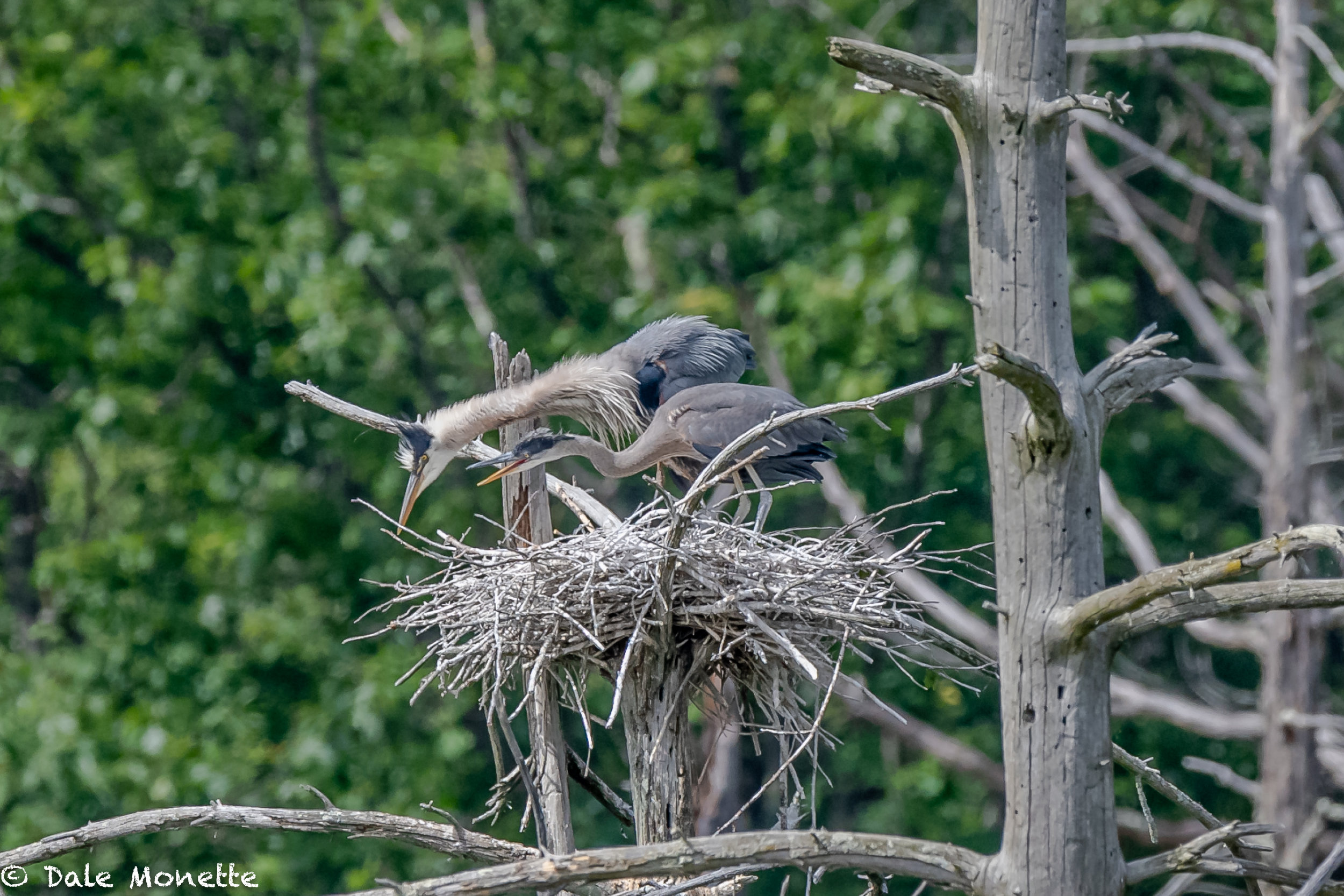   Of the three herons left in the nest as of last Monday, only one was left yesterday (6/22/18). The other two have fledged already.  here is feeding time late in the day on the 22nd.   