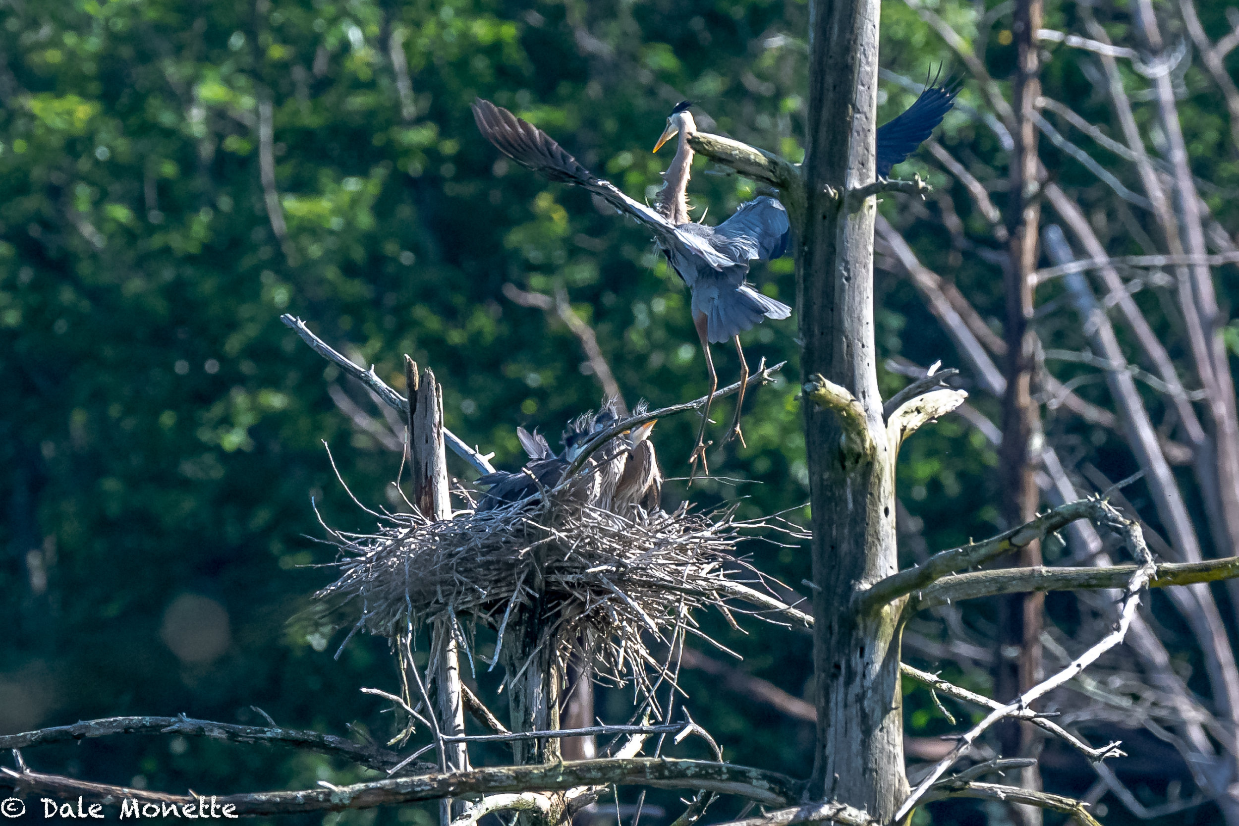   An adult great blue heron drops in with breakfast for the three chicks that are all hunkered down in the nest, (6/18/18)  